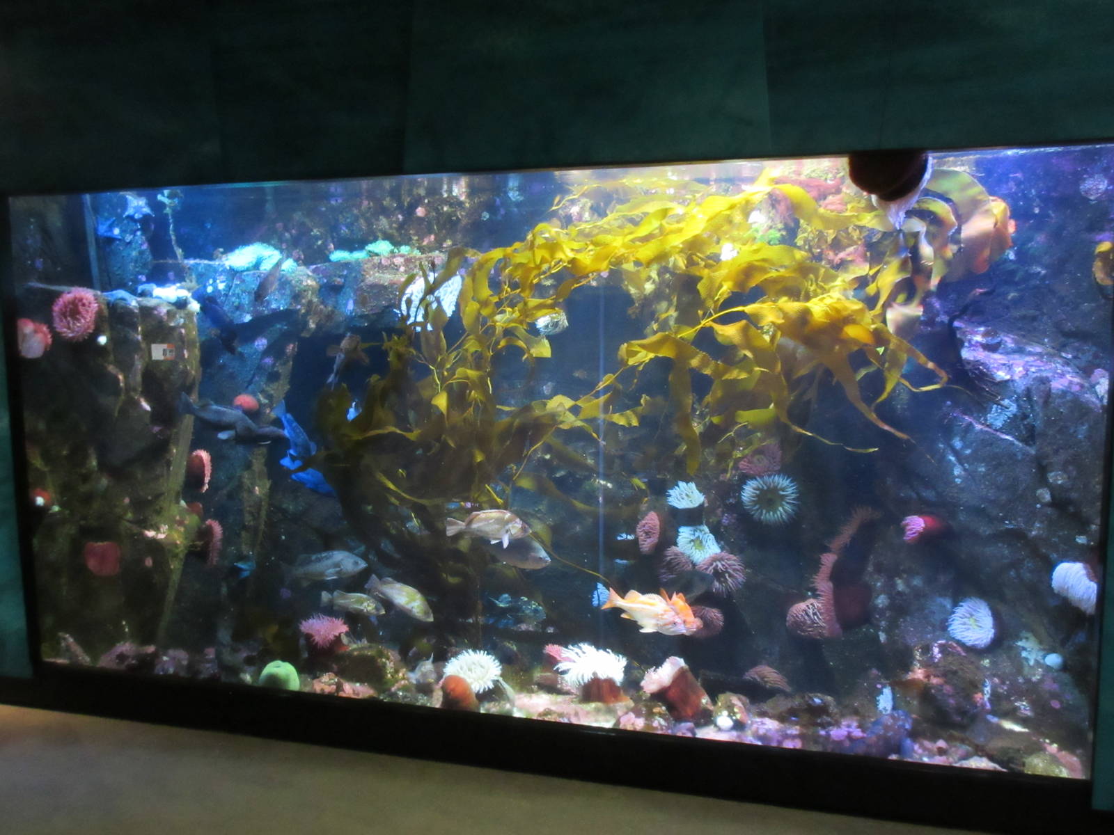 Kelp Forest Tank
