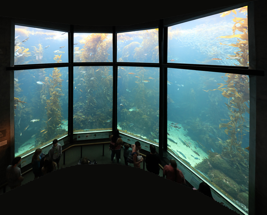 kelp forest tank