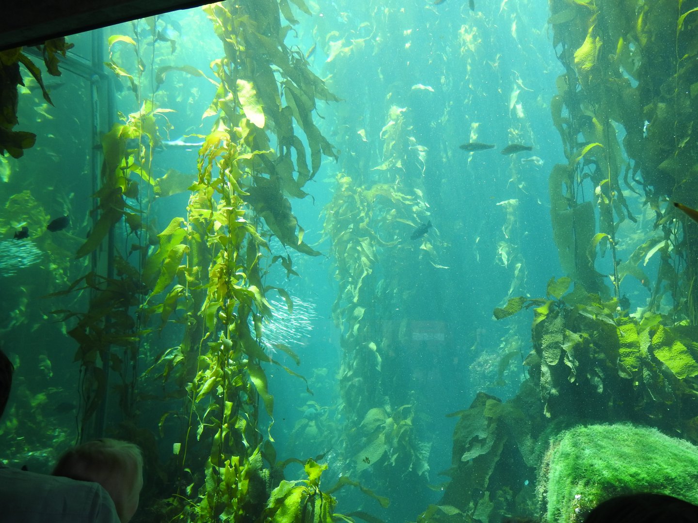 Kelp Forest Tank