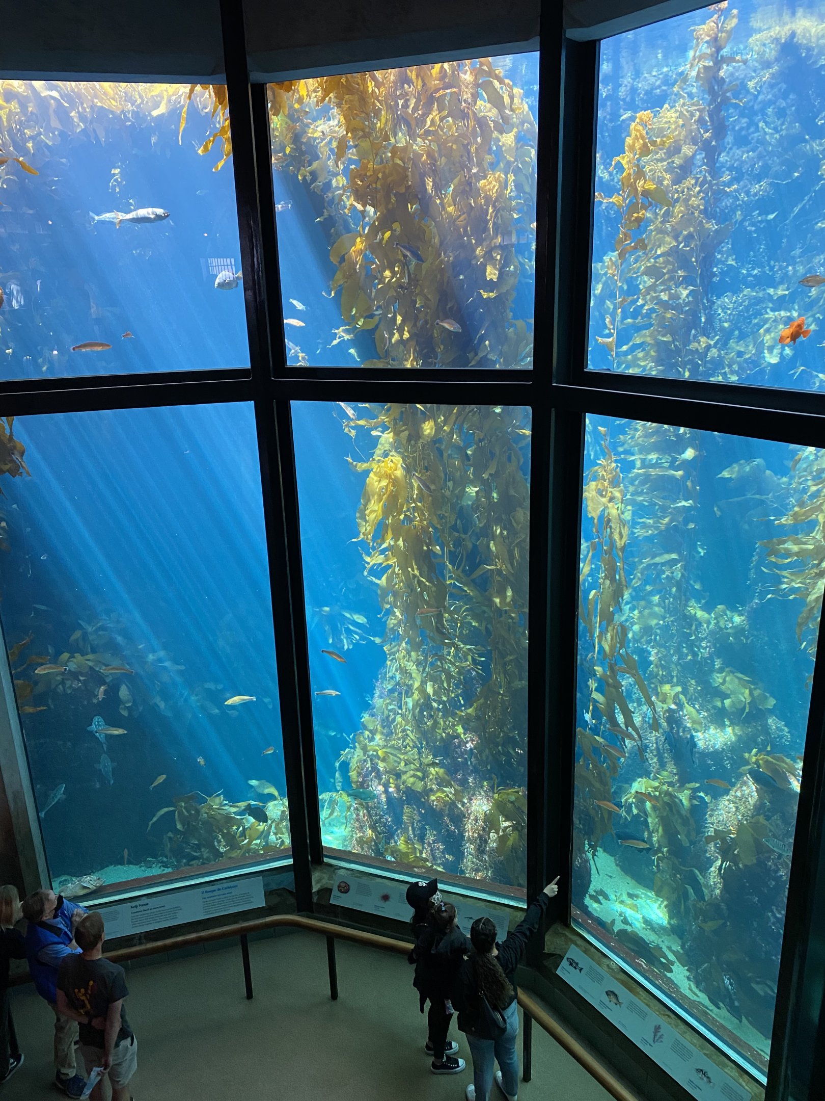 Kelp Forest Tank