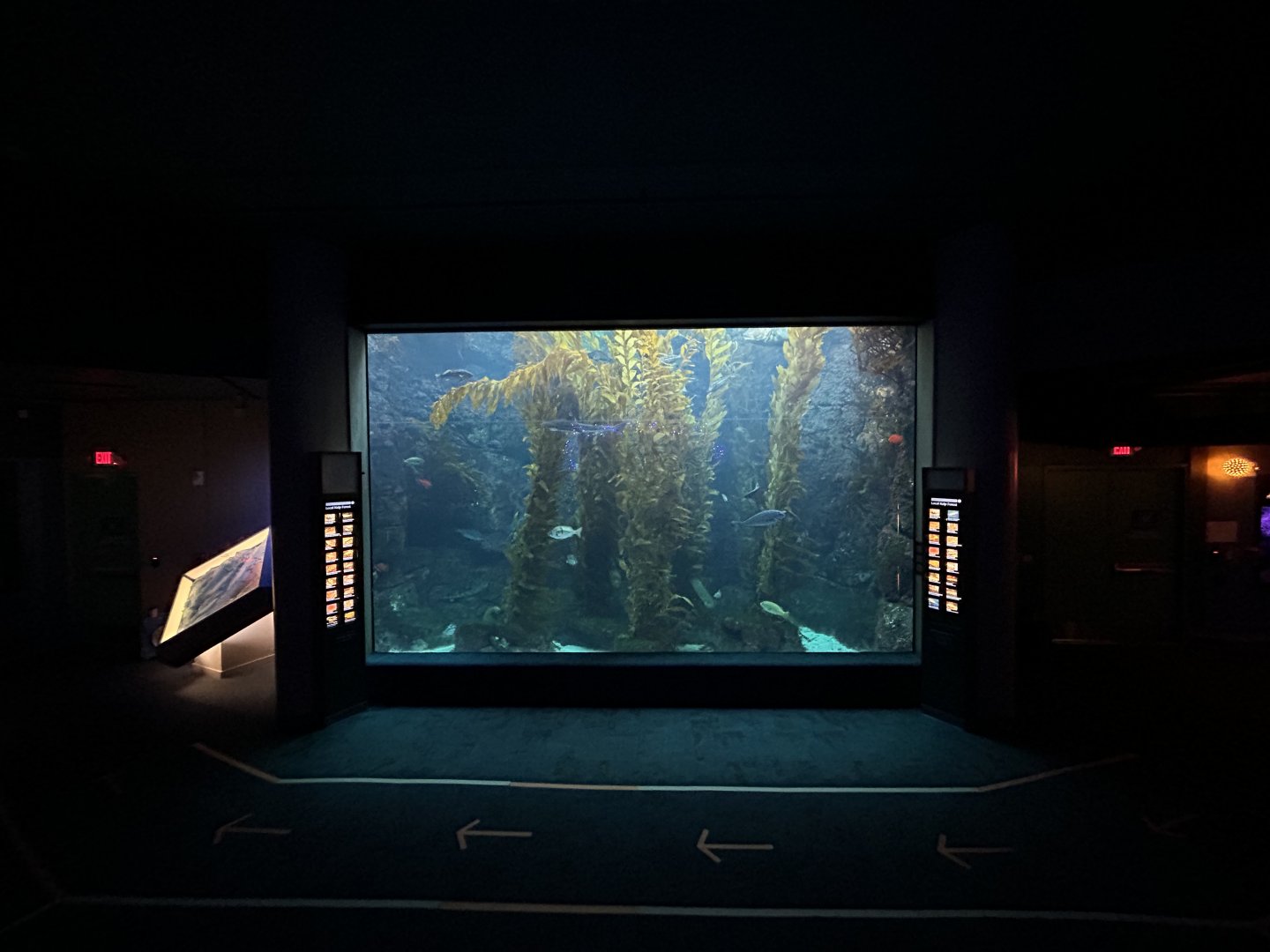 Kelp Forest Tank