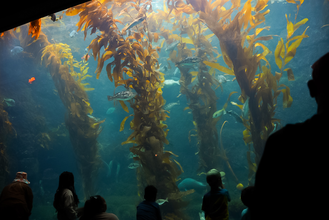 Kelp Forest Tank