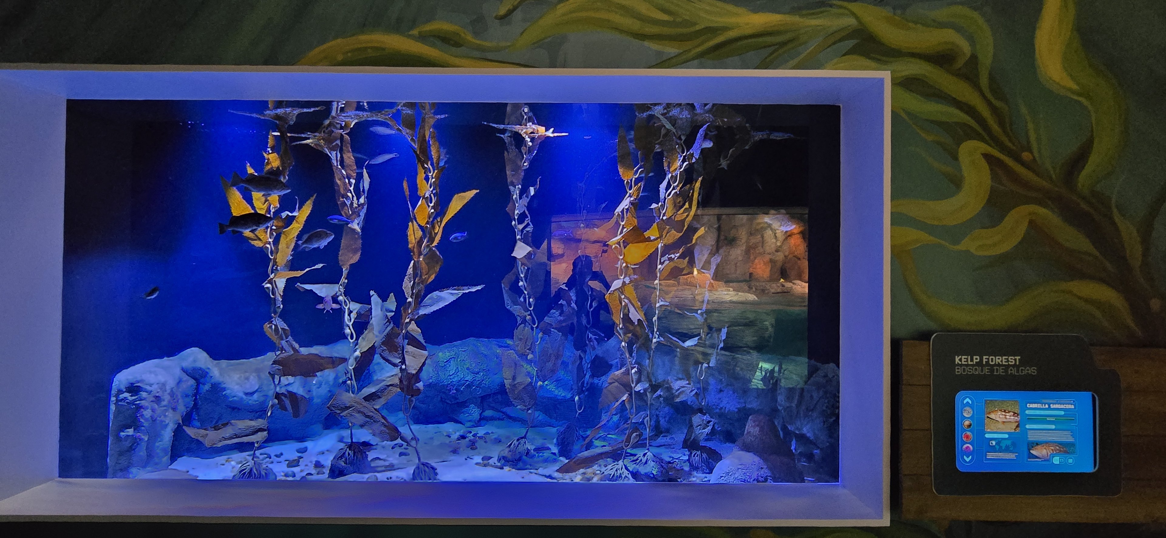 Kelp forest tank