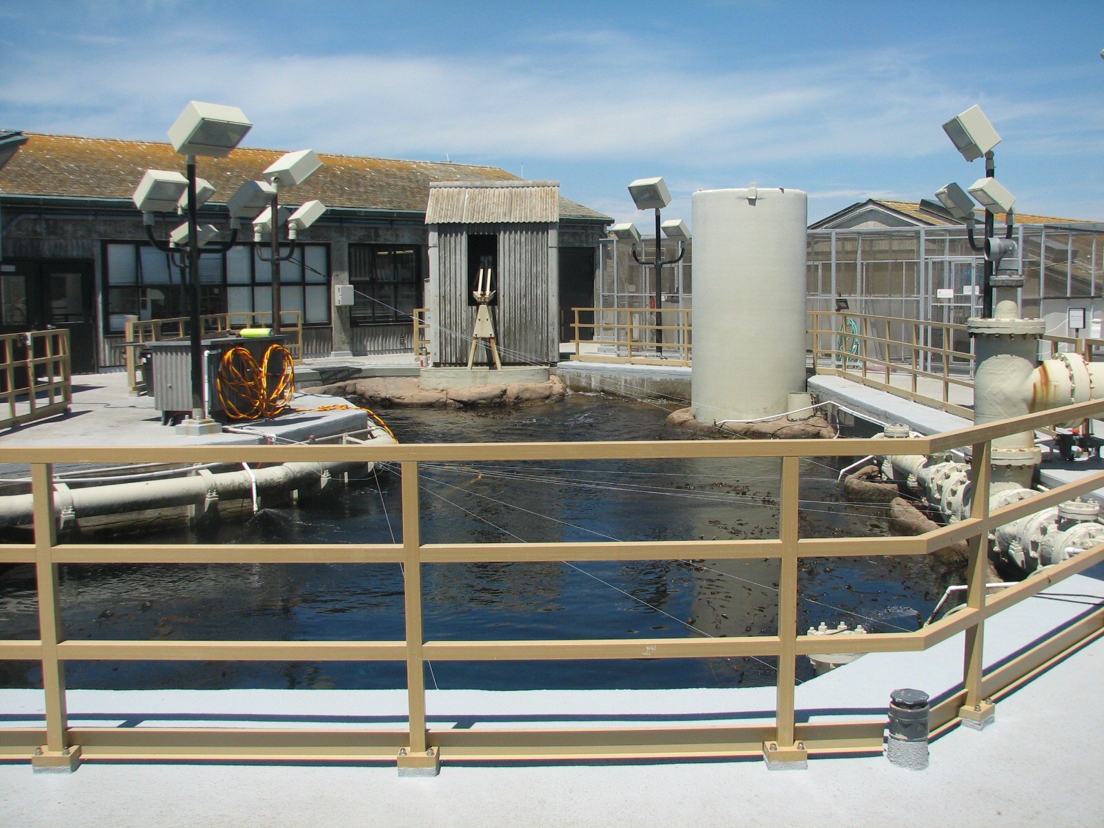 Kelp Forest Top View
