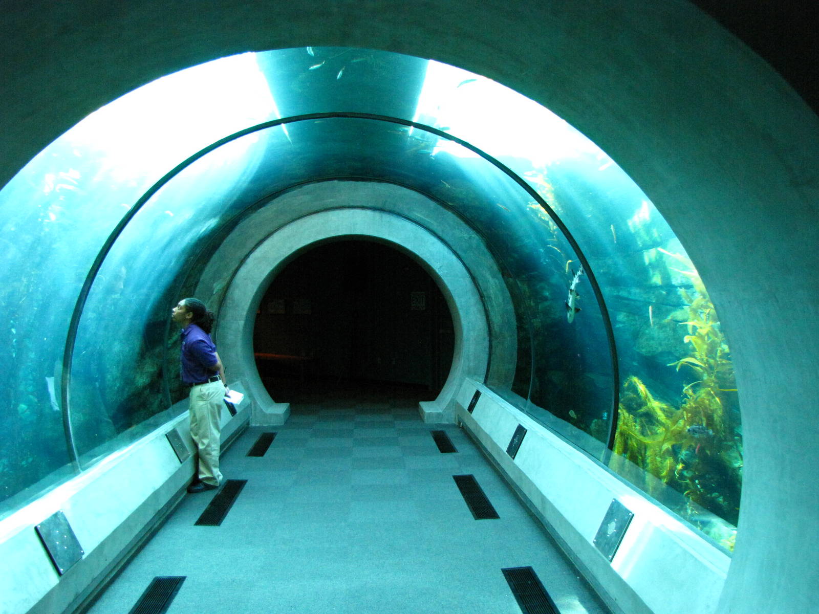 Kelp Forest Tunnel Tank