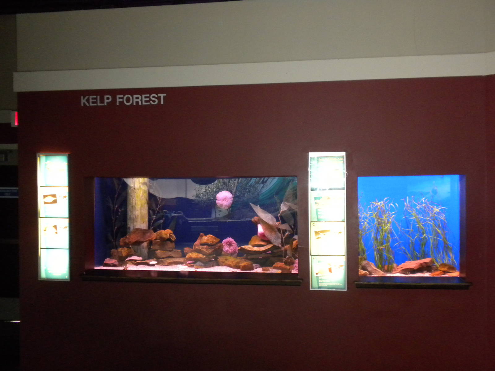 Kelp Forest