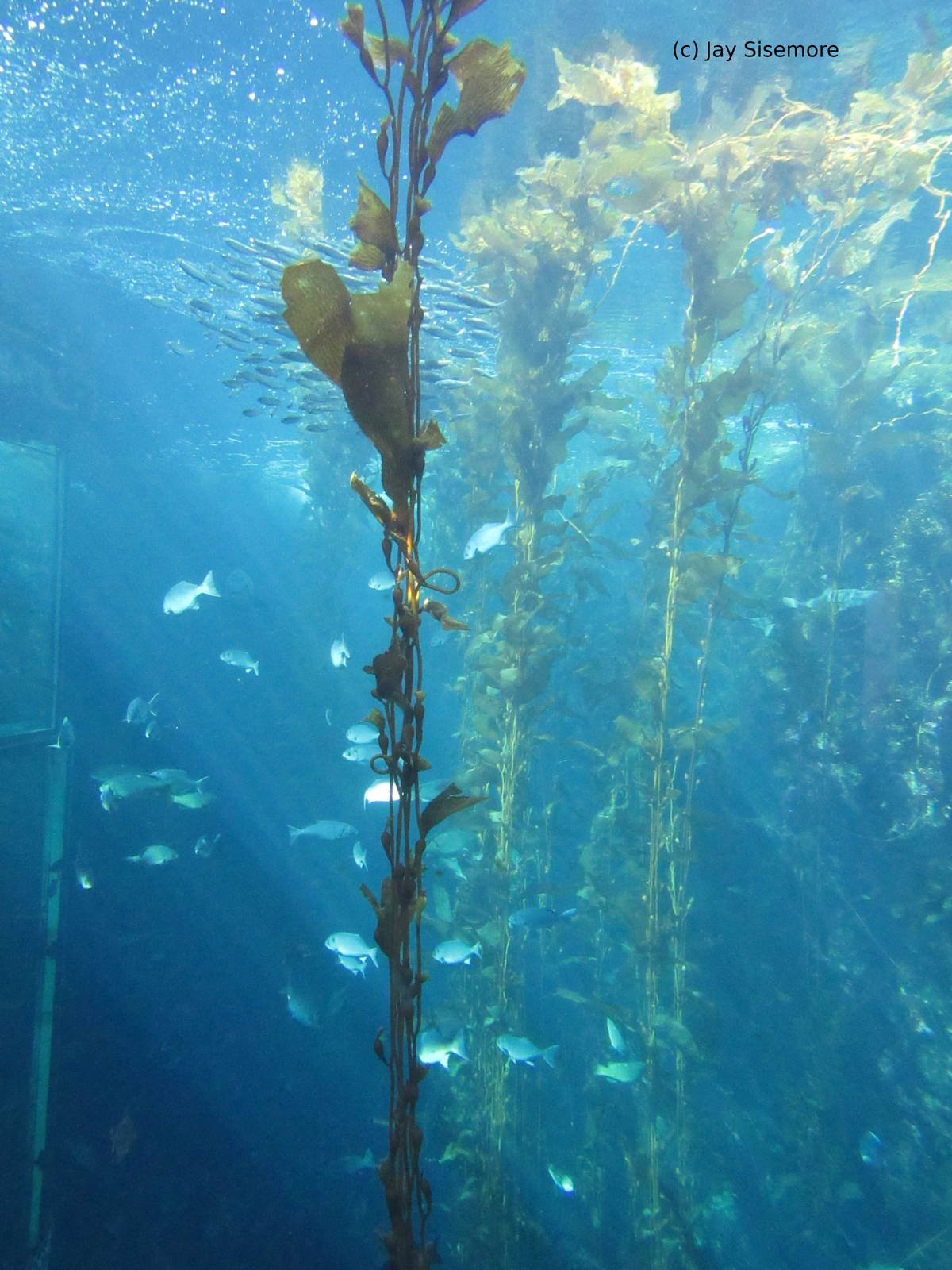 Kelp Forest