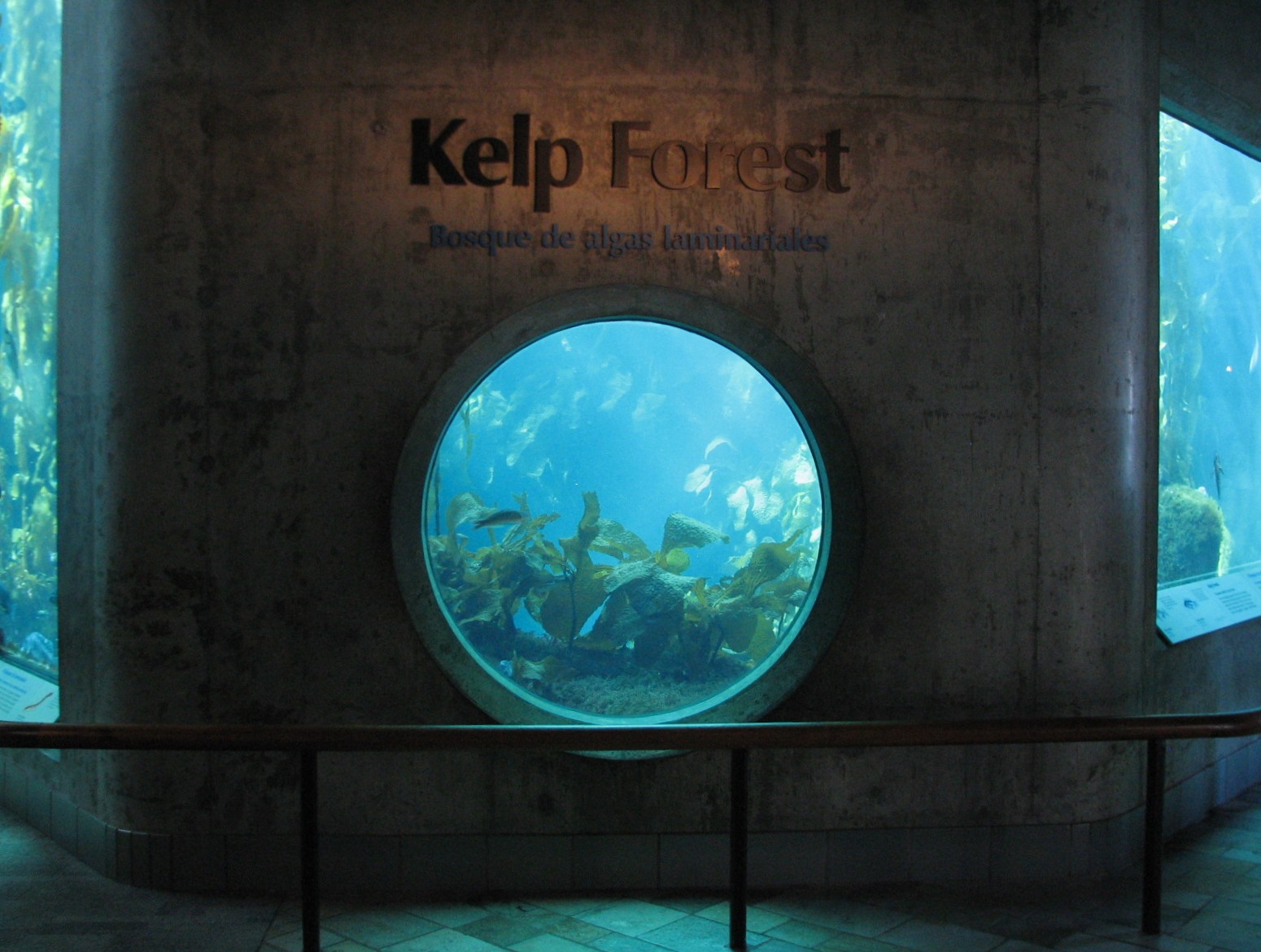 Kelp Forest