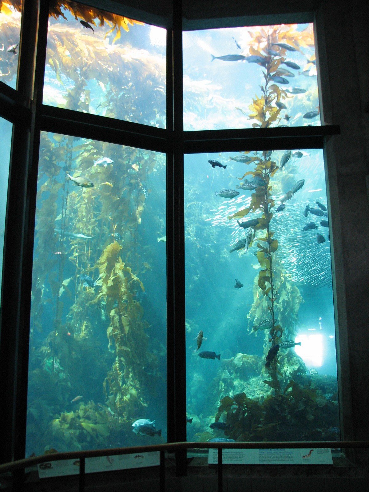 Kelp Forest