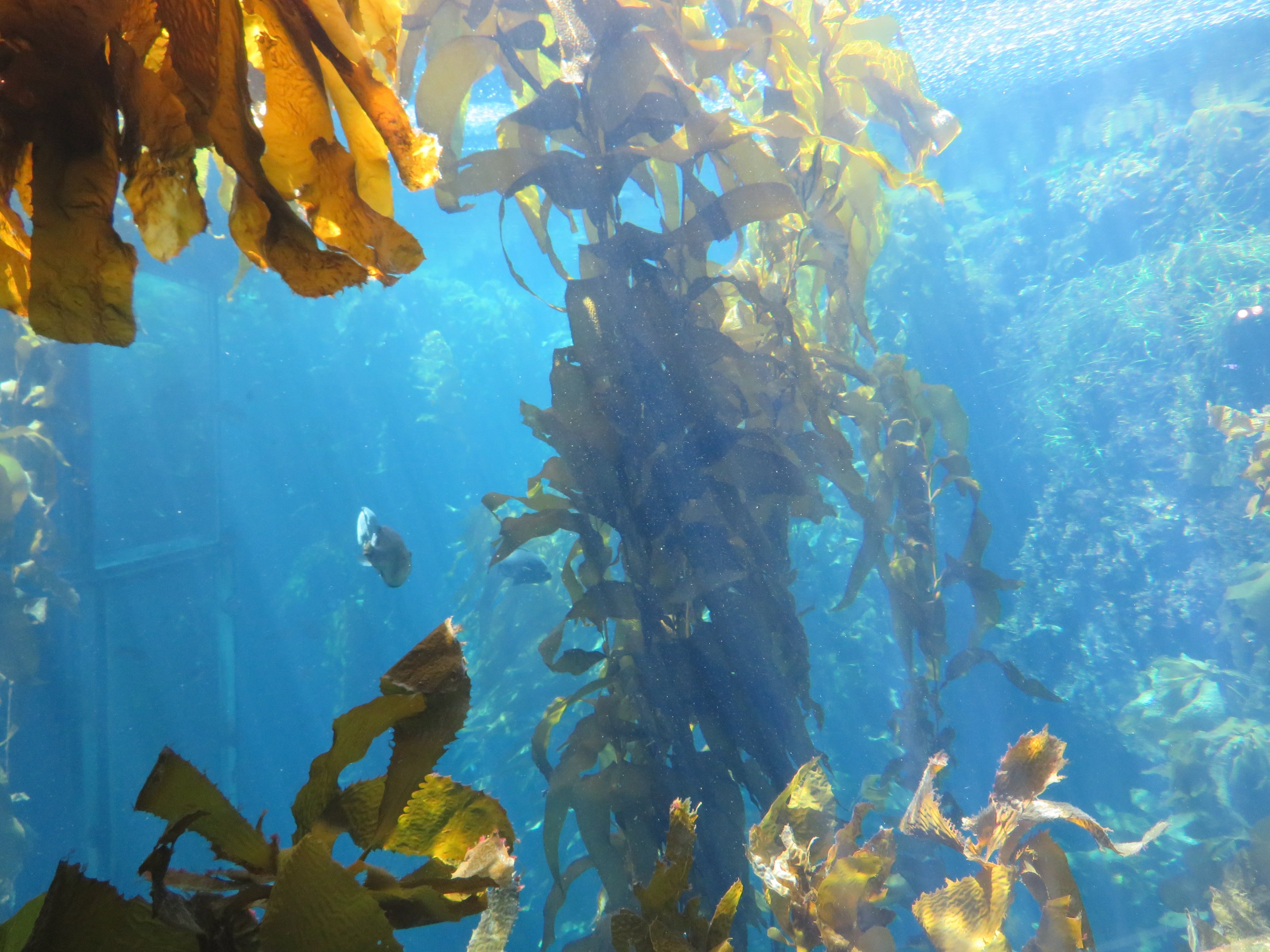 Kelp Forest