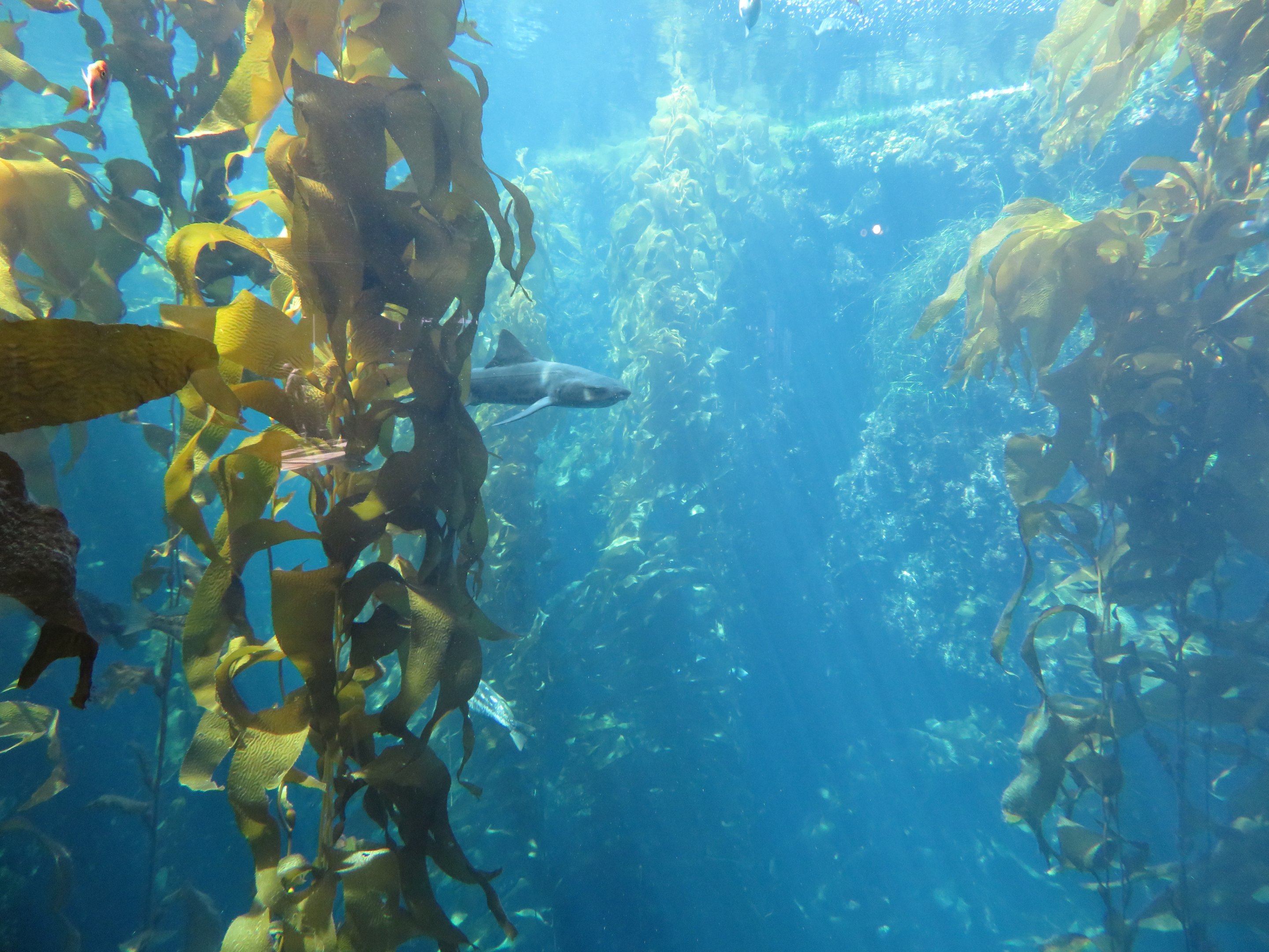 Kelp Forest