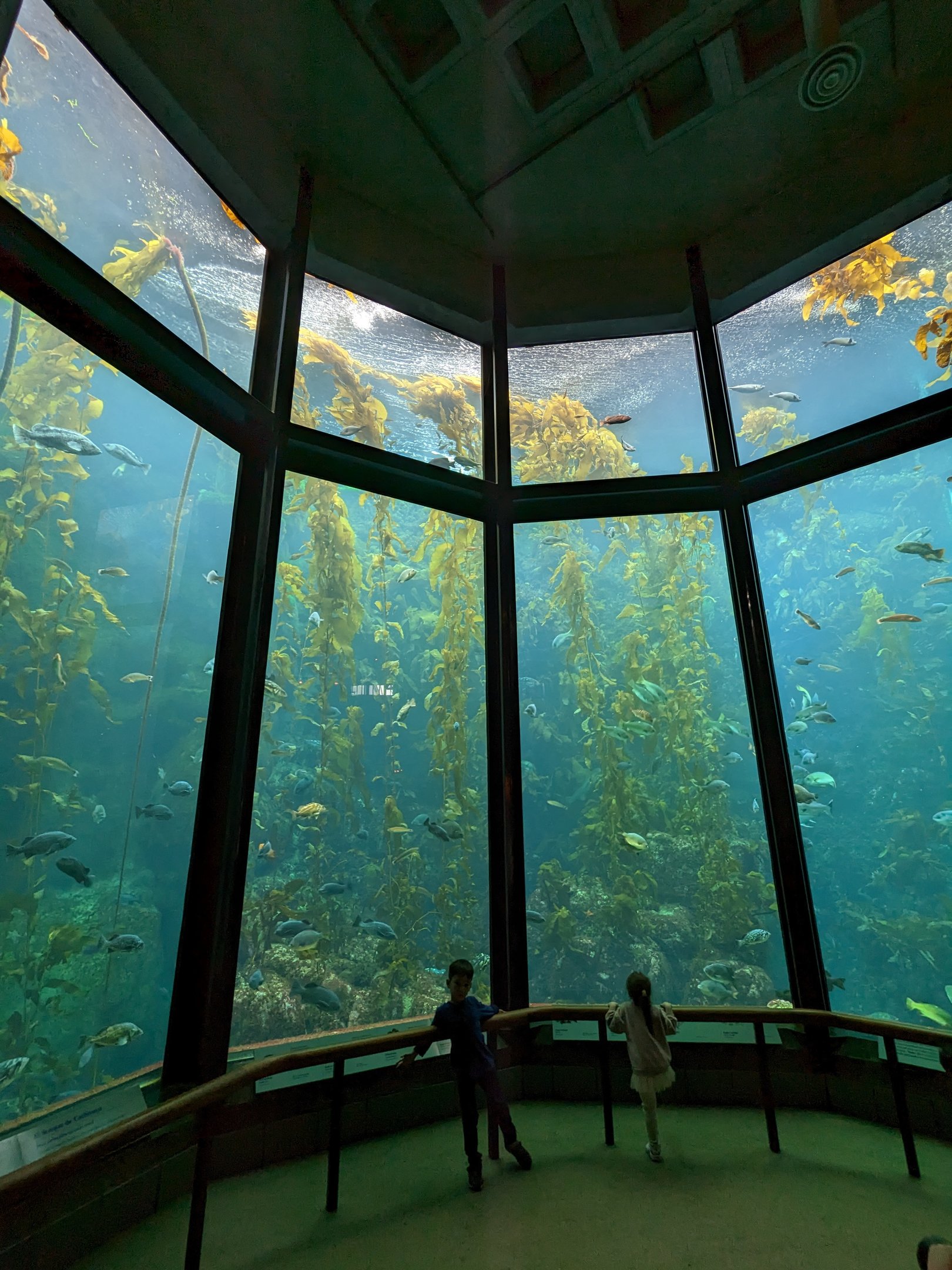 Kelp forest