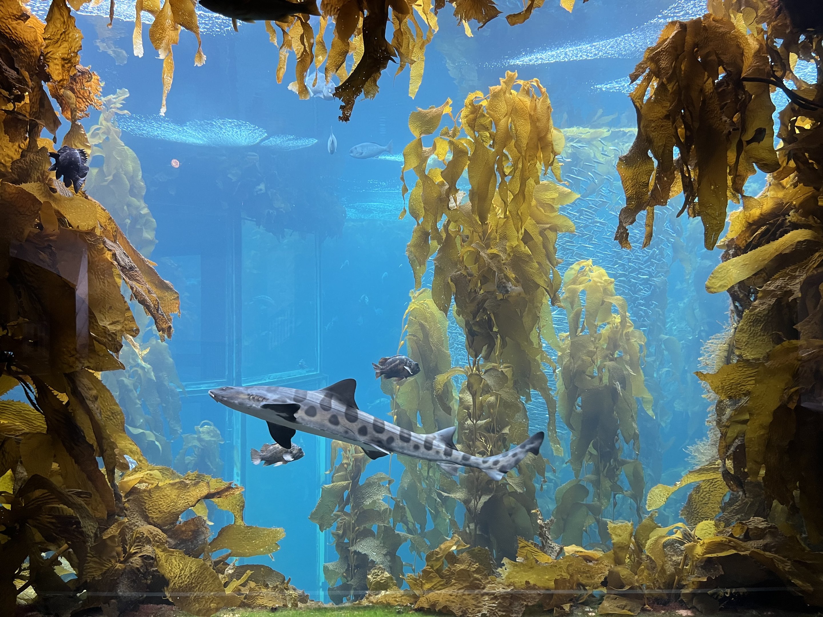 Kelp Forest