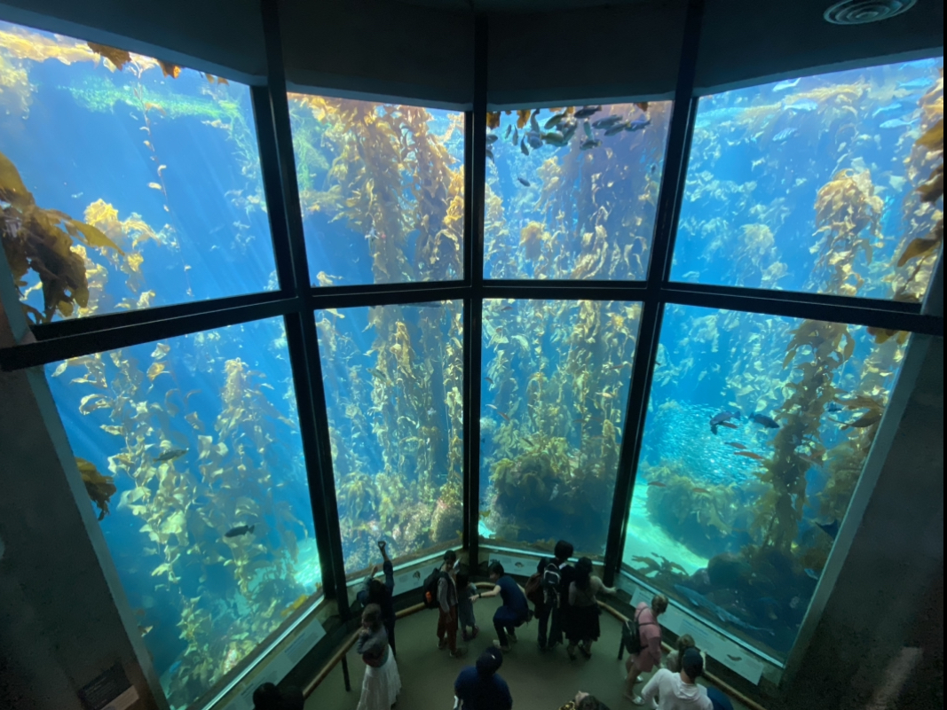 Kelp forest