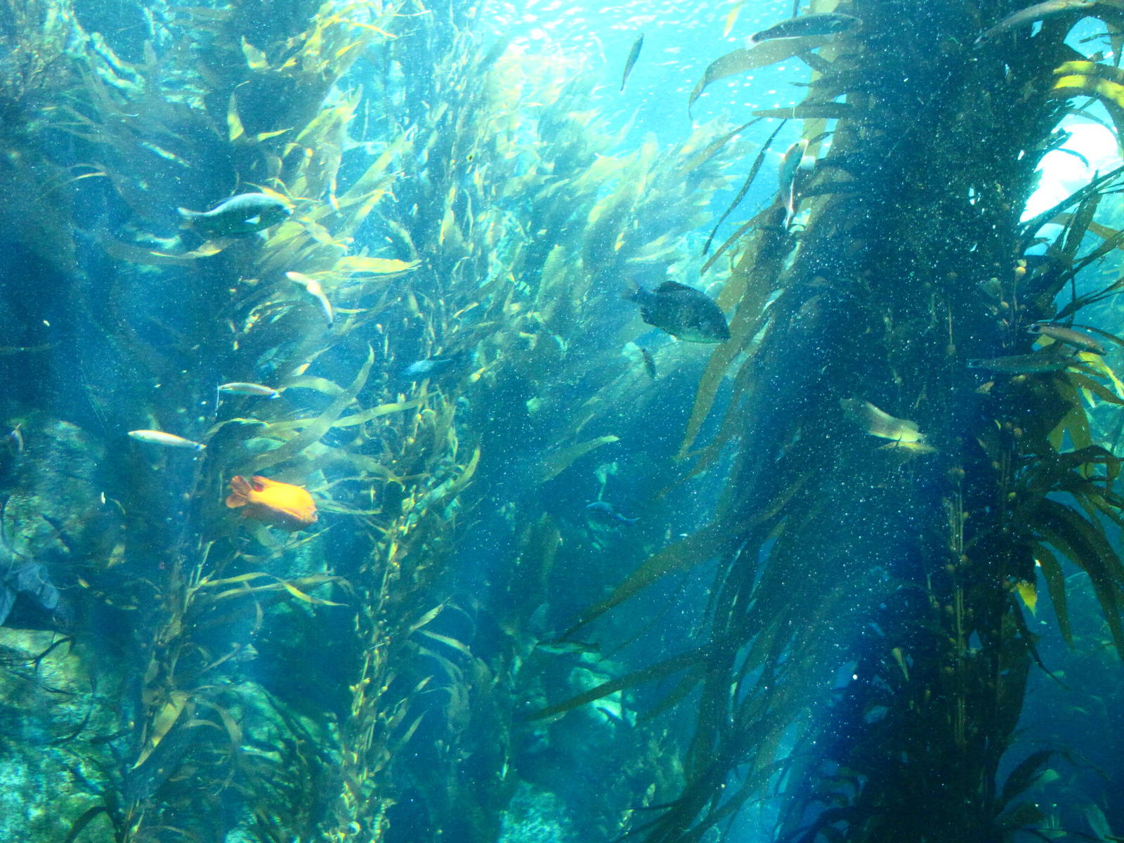 Kelp Forest