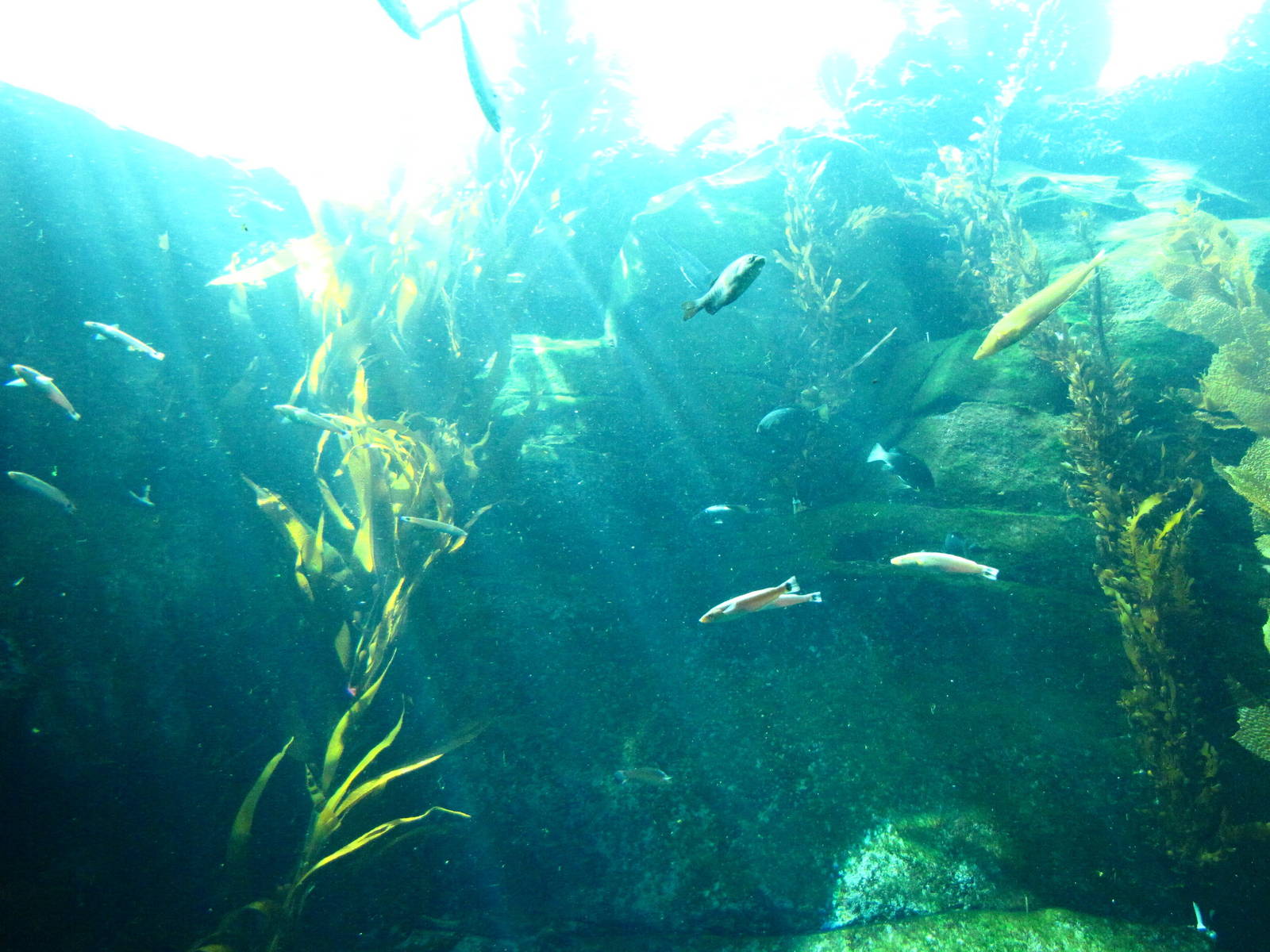 Kelp Forest