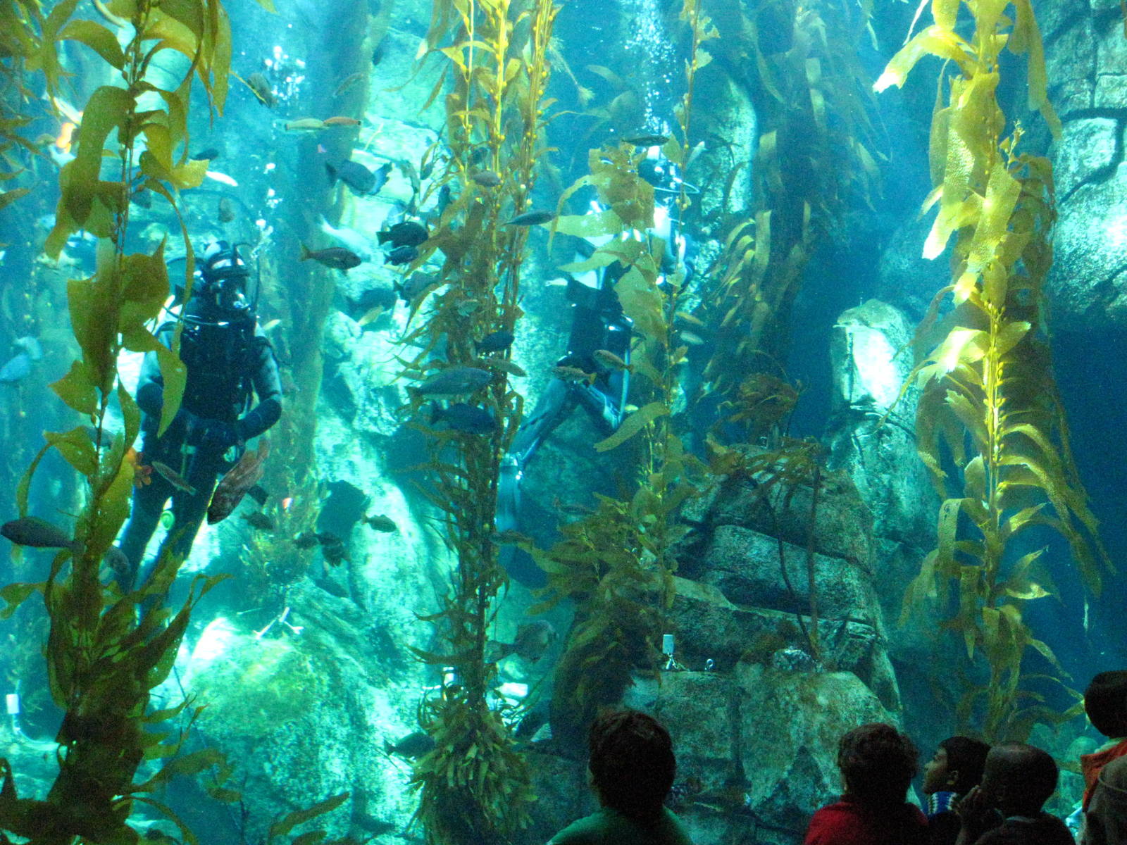 Kelp Forest