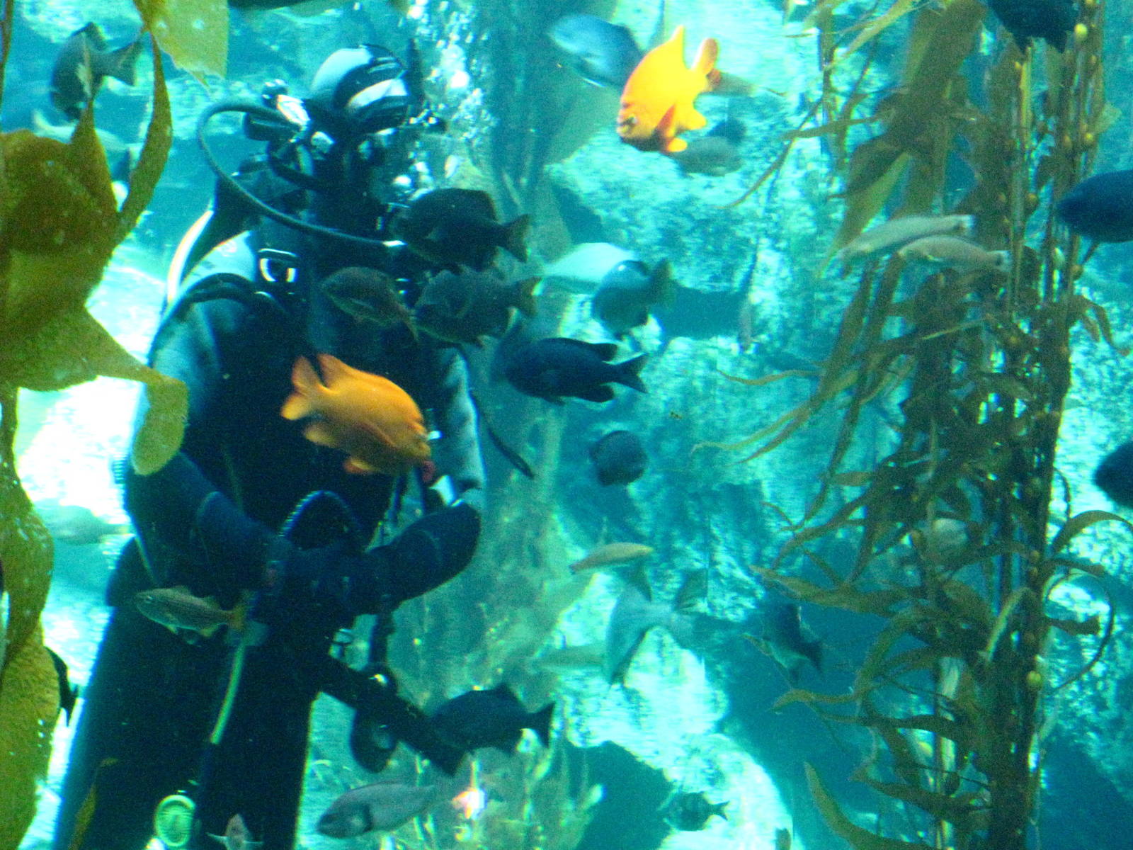 Kelp Forest