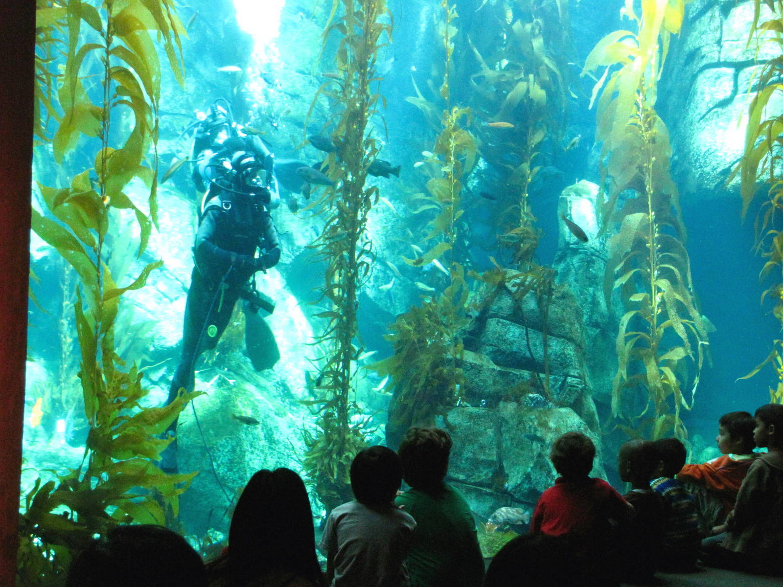 Kelp Forest