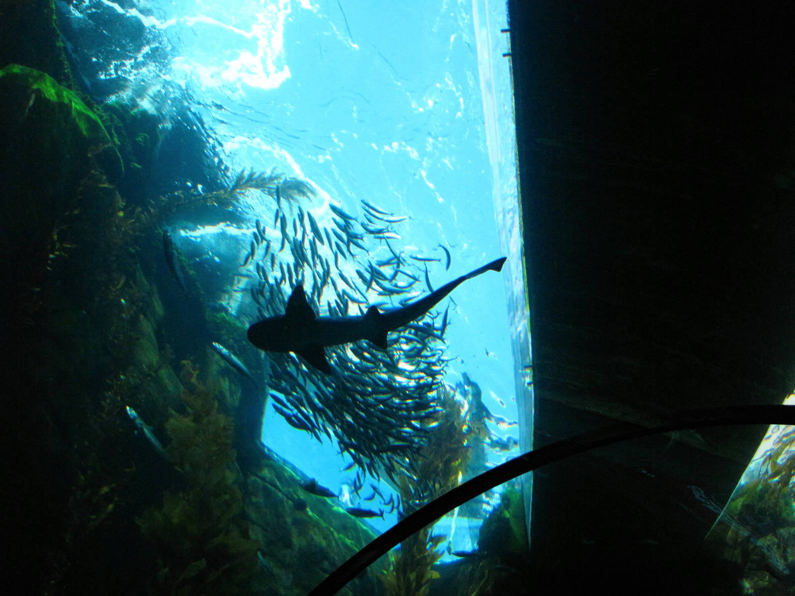 Kelp Forest