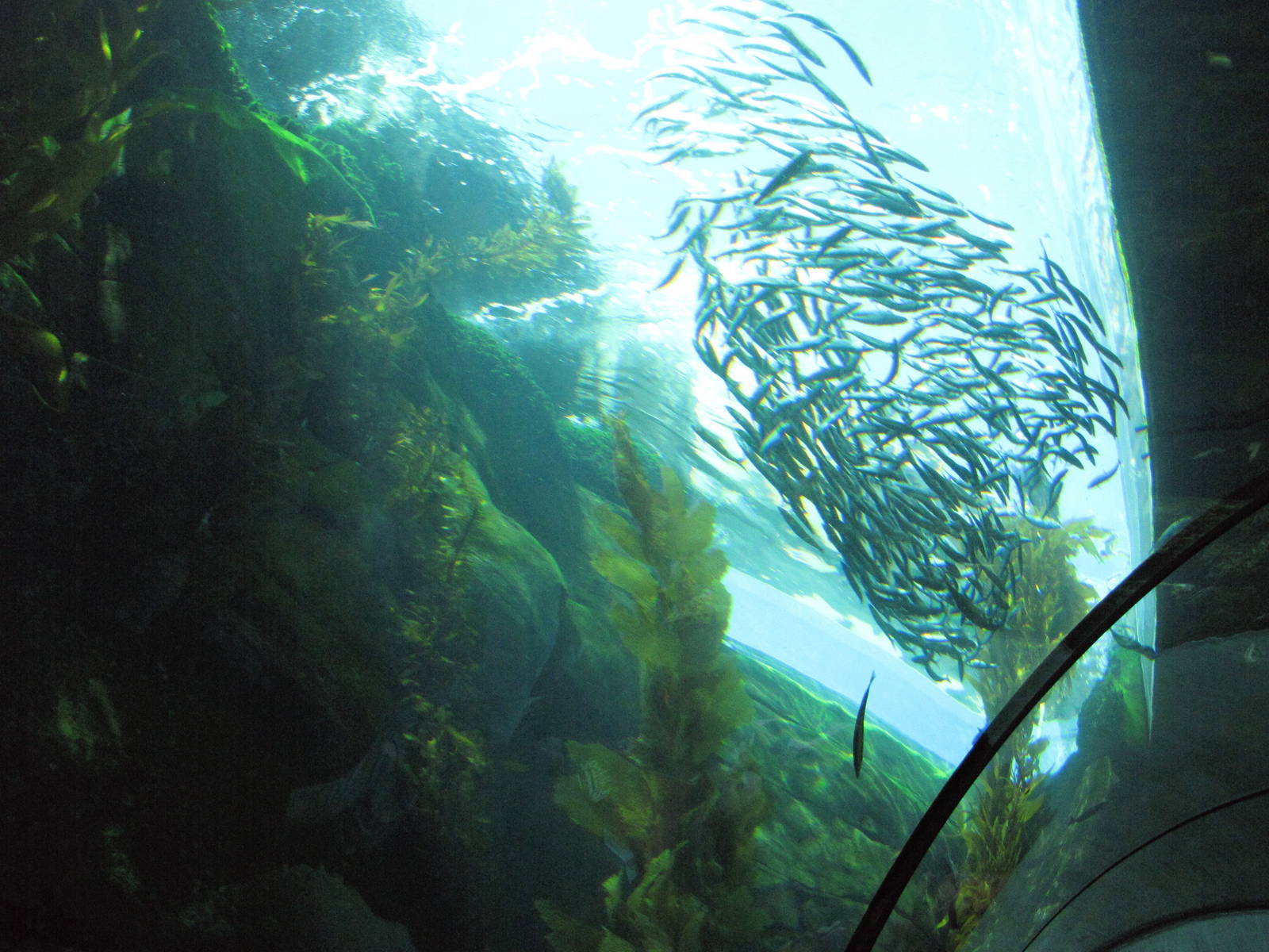 Kelp Forest