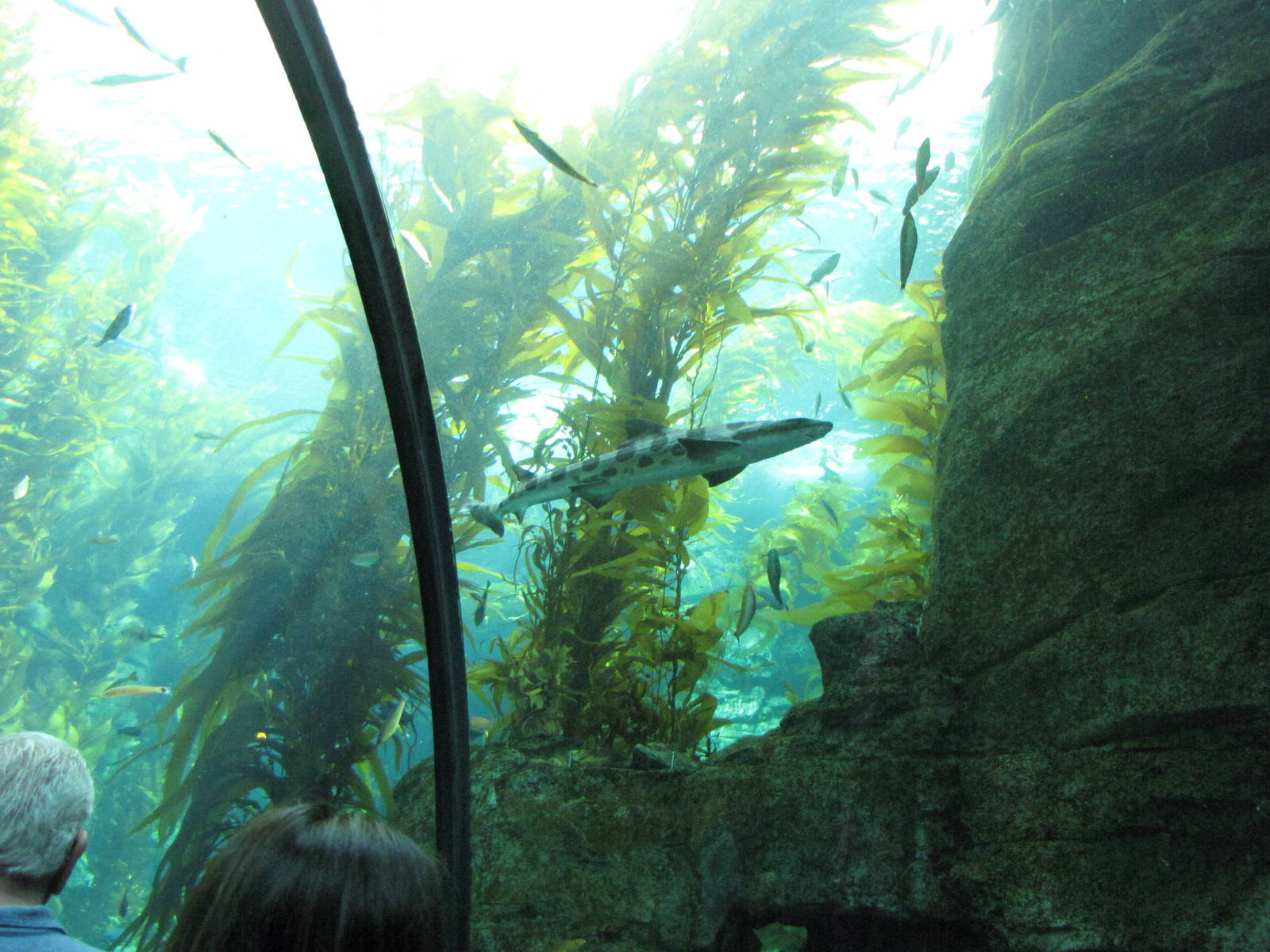 Kelp Forest