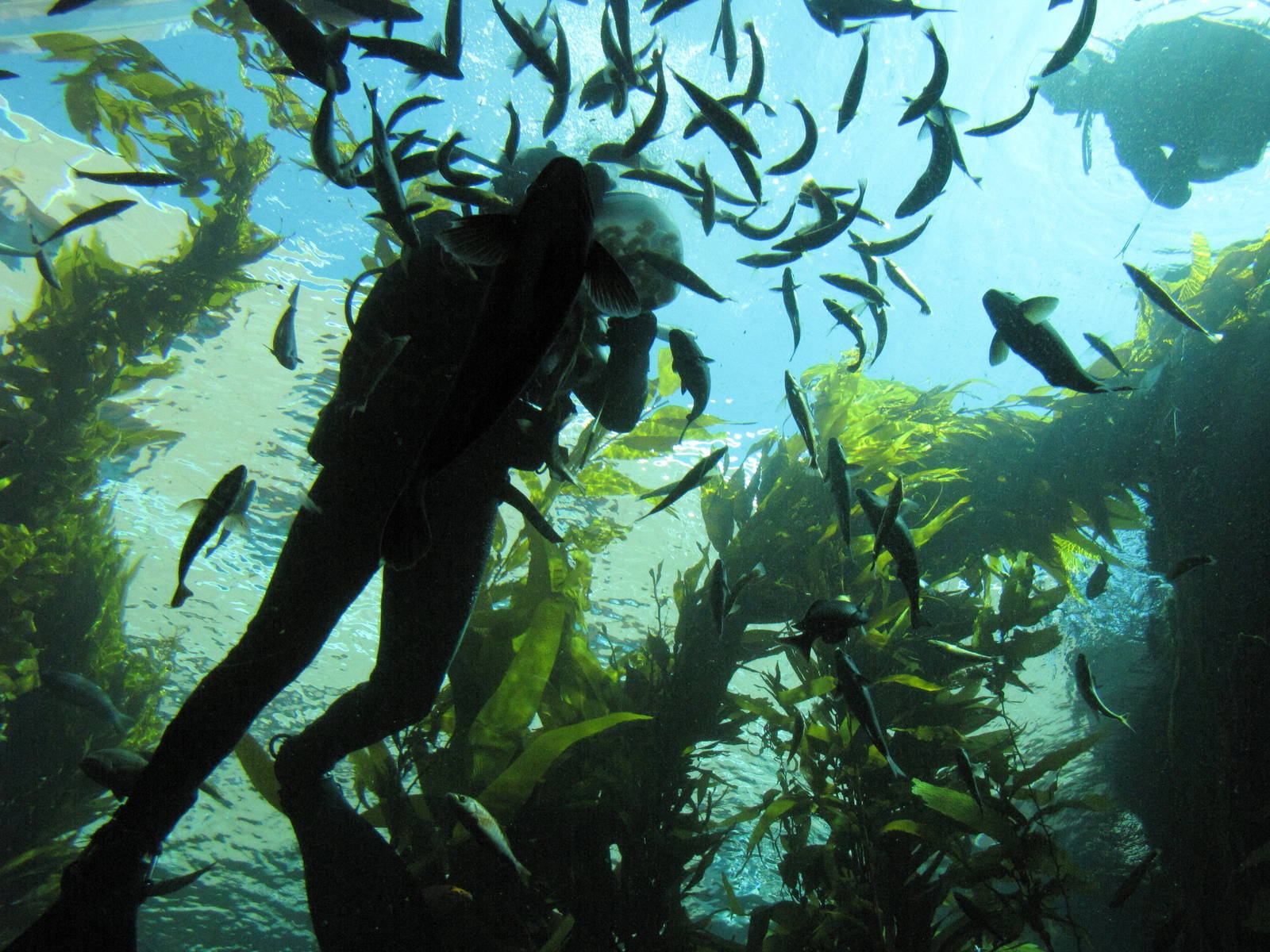 Kelp Forest
