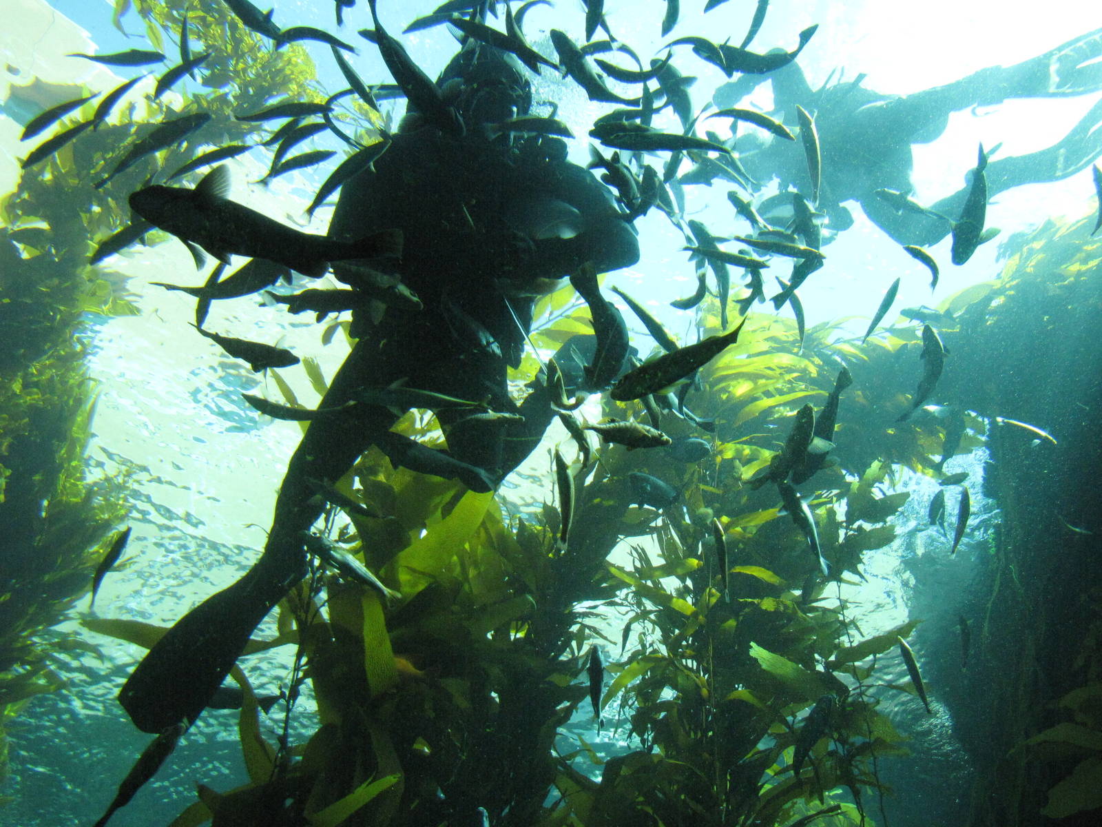 Kelp Forest