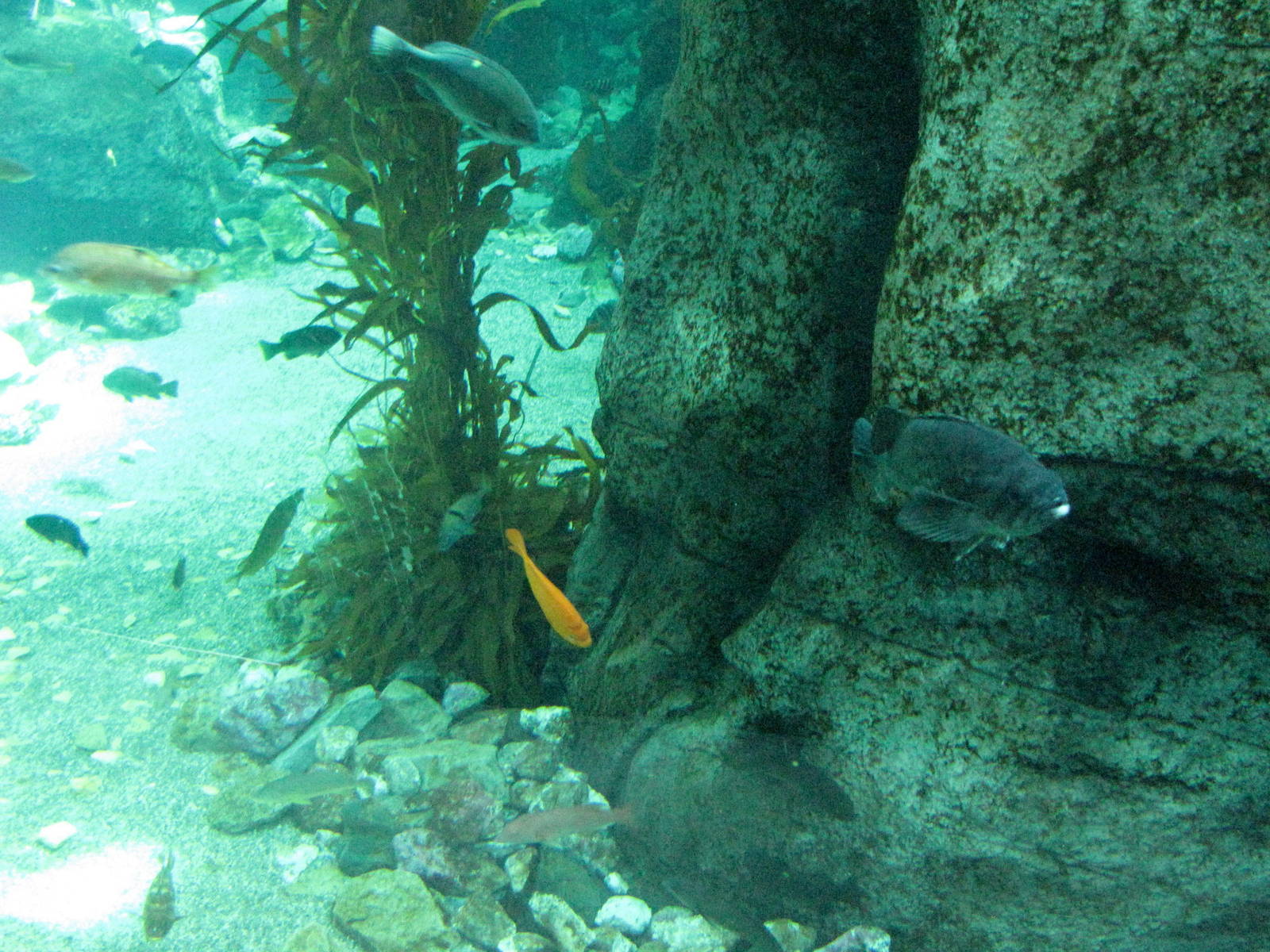 Kelp Forest