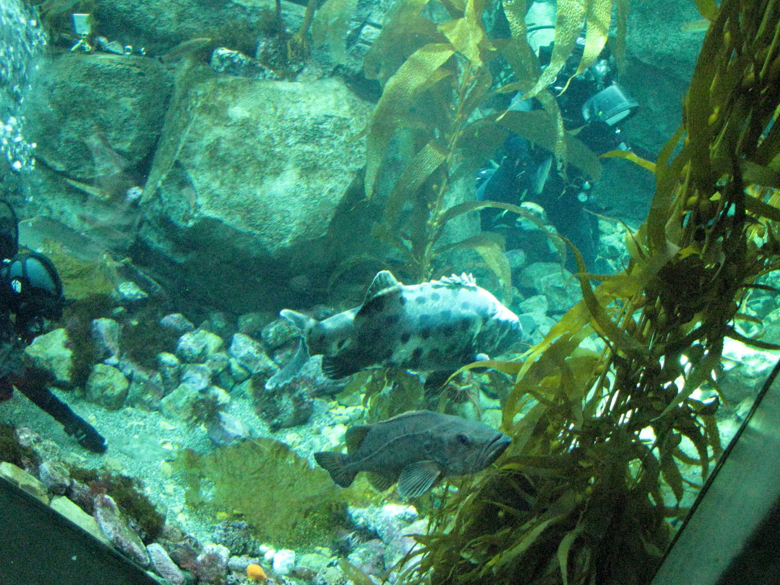 Kelp Forest