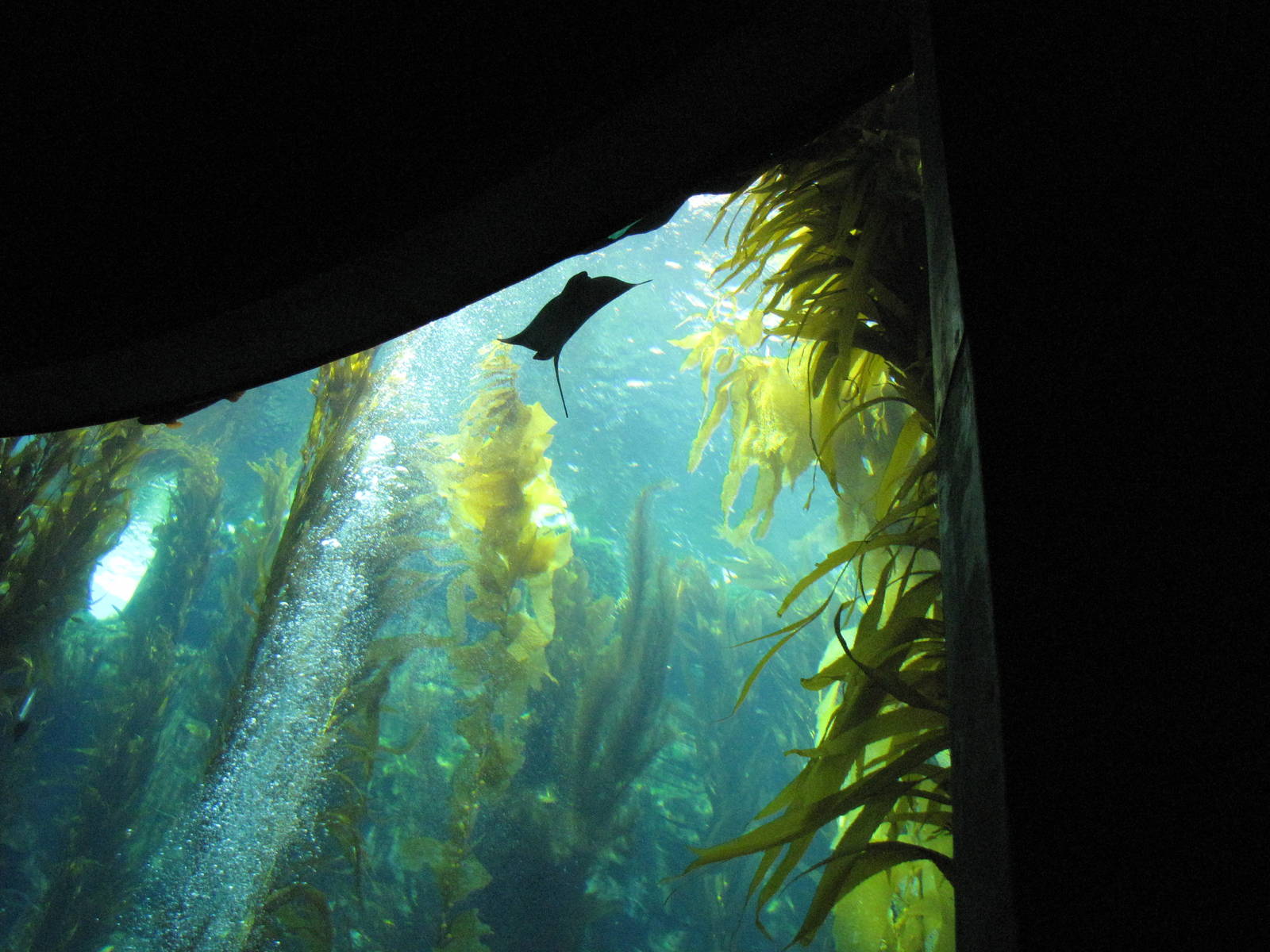 Kelp Forest