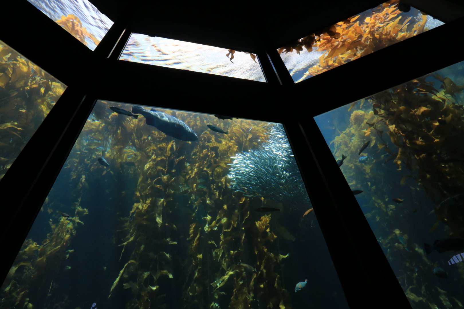 Kelp forstest aquarium (June 2019)