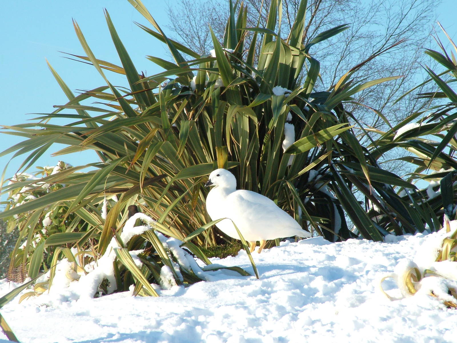 Kelp Geese, Blackbrook in the Snow, 03/01/10