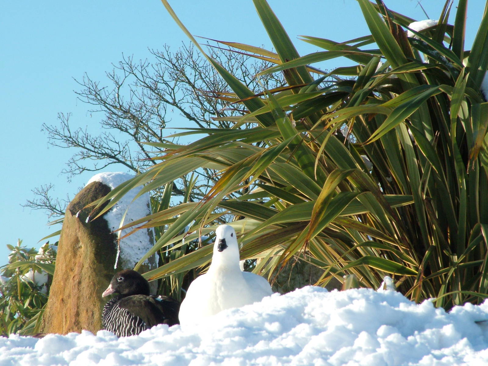 Kelp Geese, Blackbrook in the Snow, 03/01/10