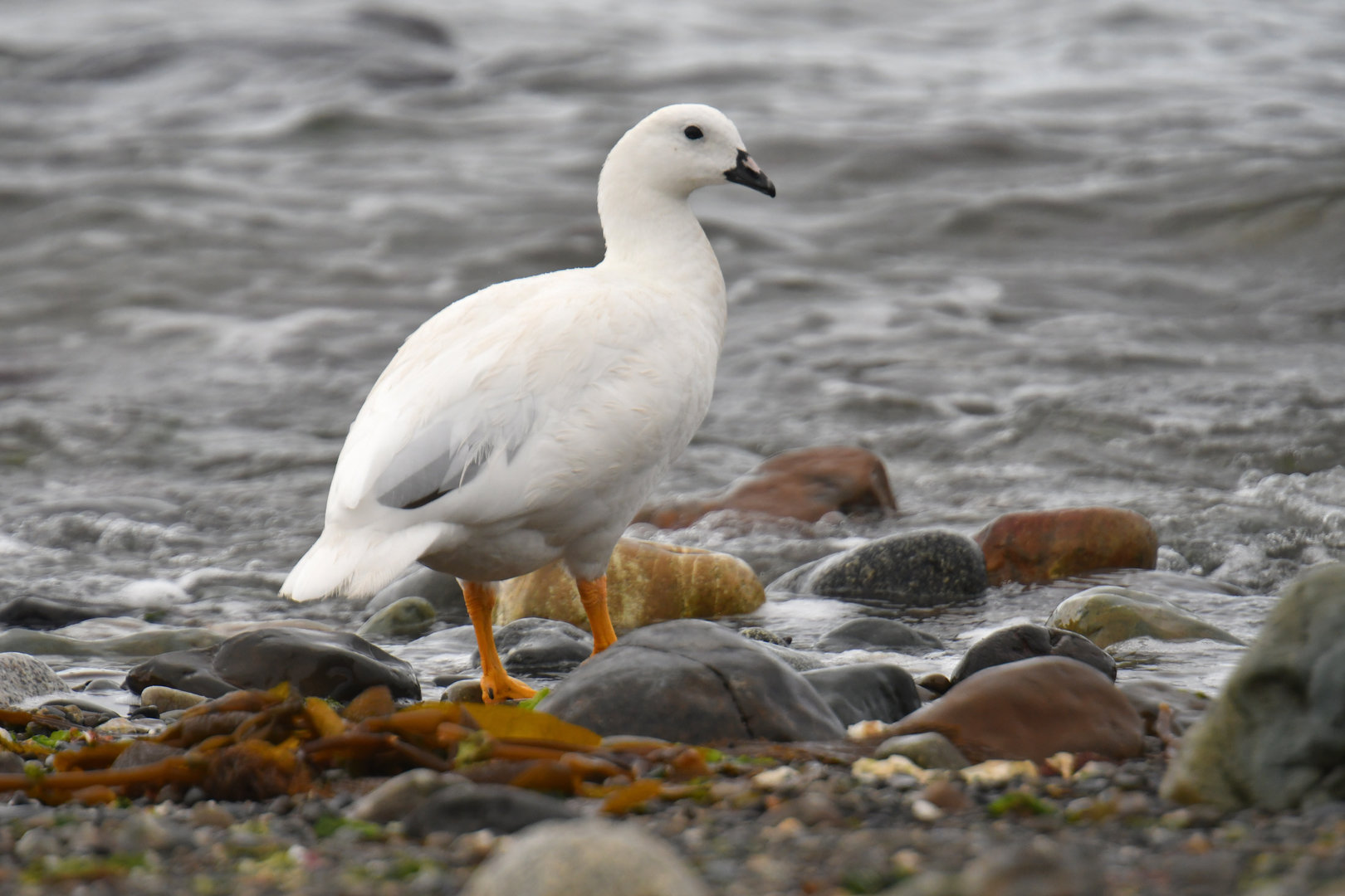 Kelp Goose Chloephaga hybrida