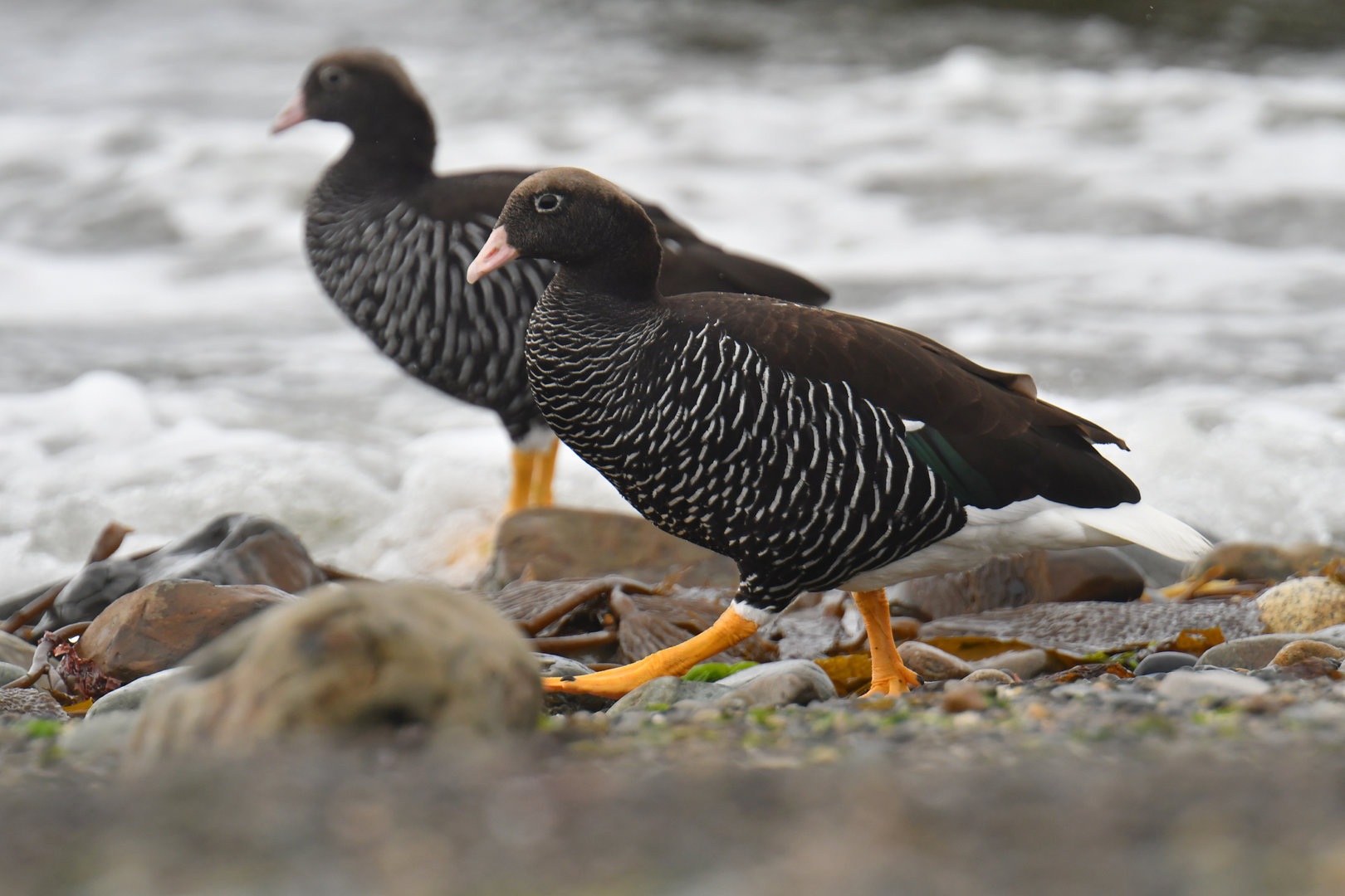 Kelp Goose Chloephaga hybrida