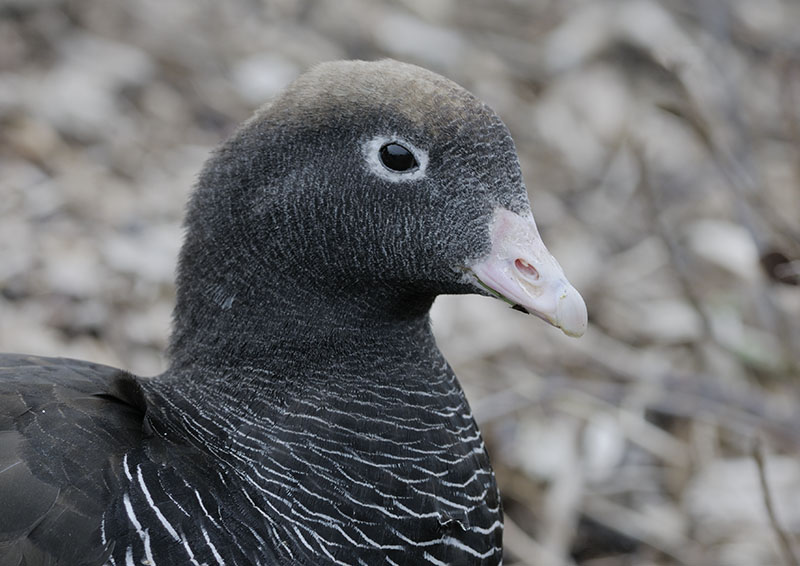 Kelp goose (female)