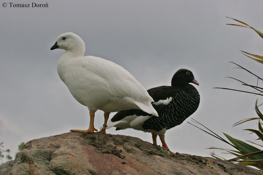 Kelp Goose - male and female.