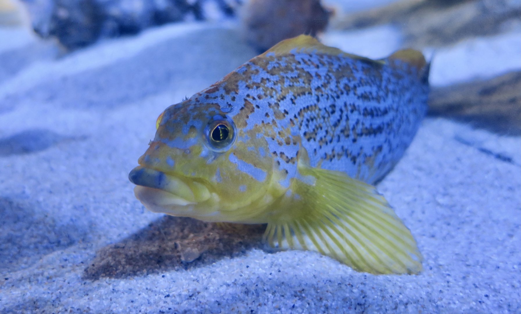 Kelp Greenling (Hexagrammos decagrammus) female