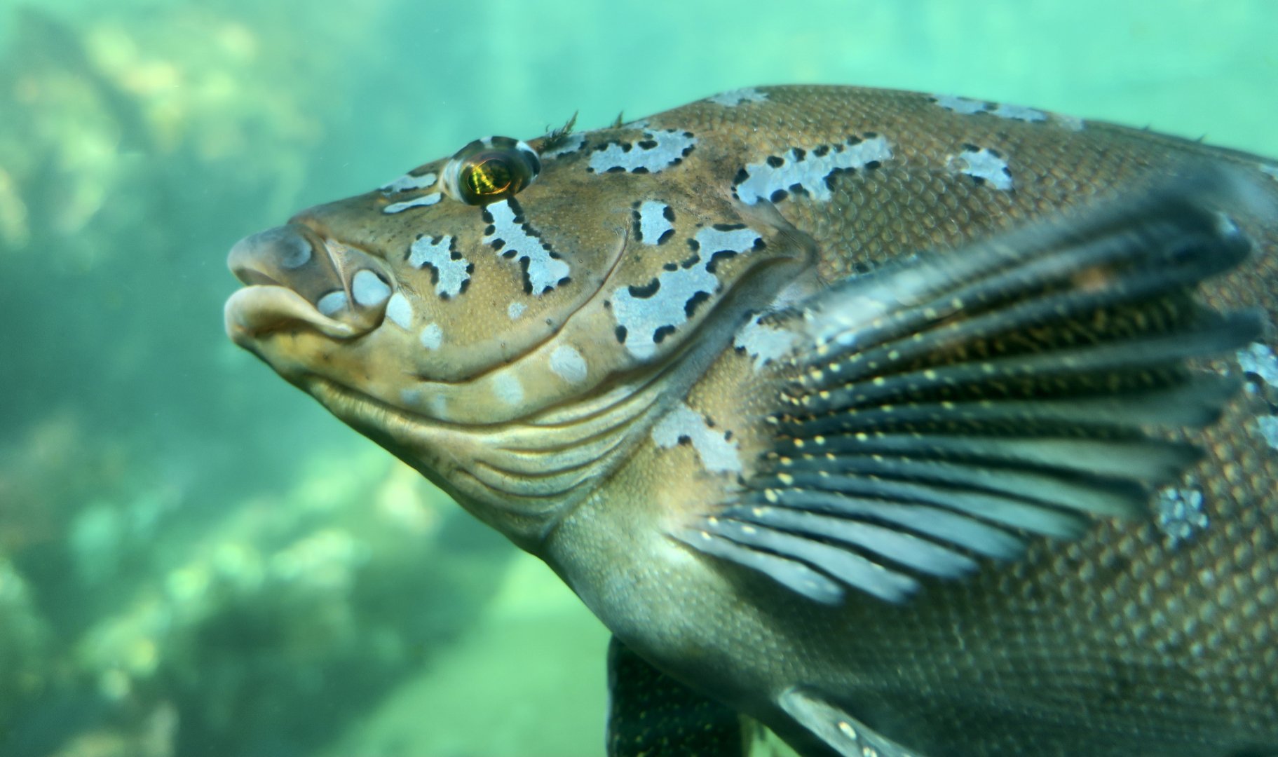 Kelp Greenling (Hexagrammos decagrammus) male