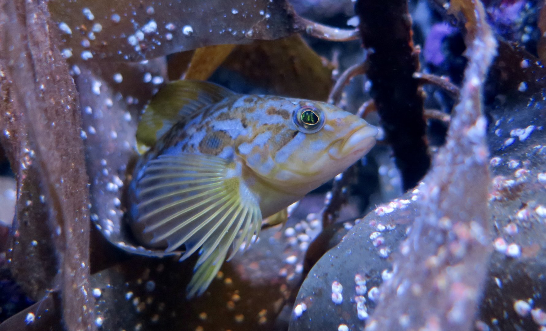 Kelp Greenling (Hexagrammos decagrammus) young