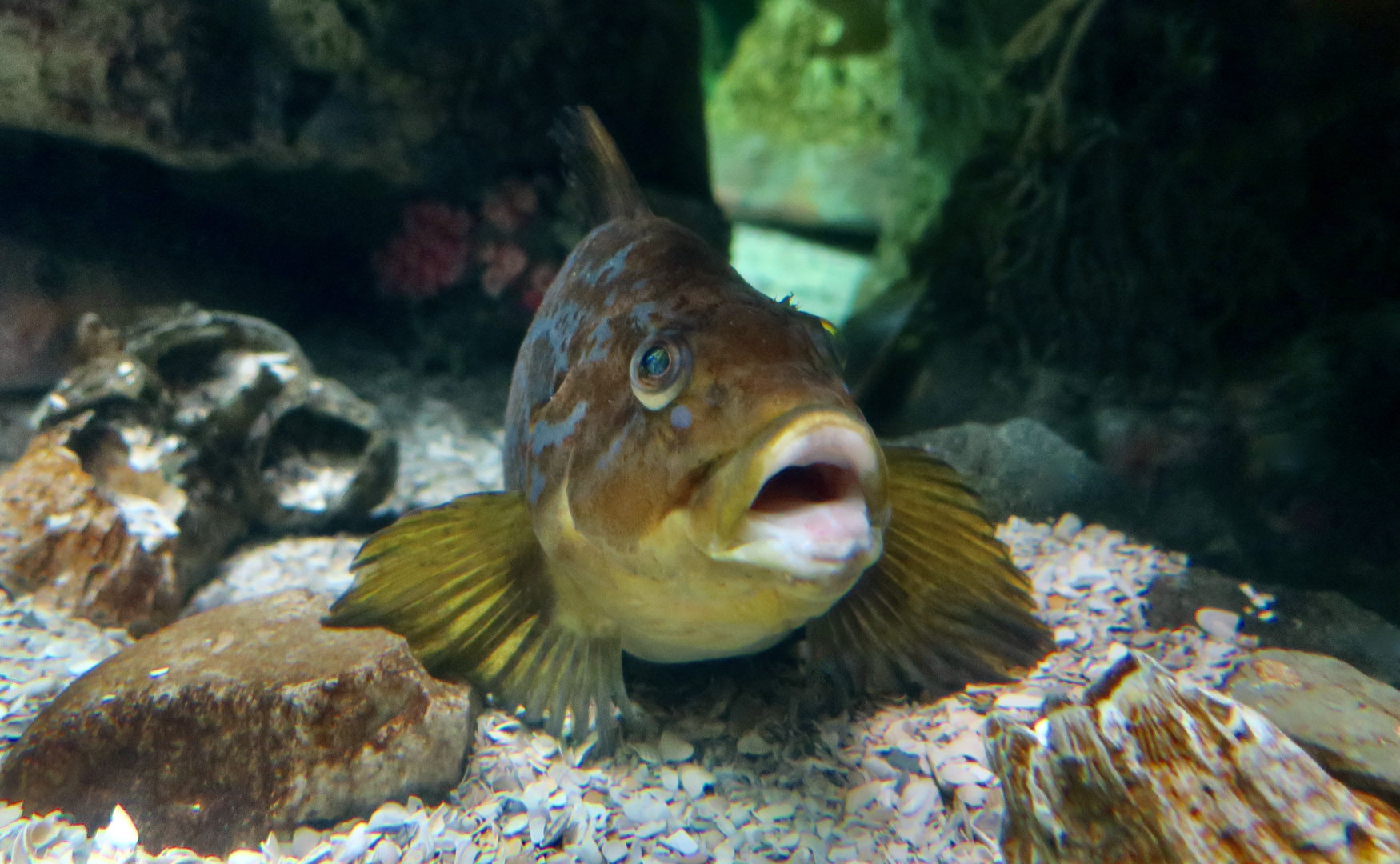 Kelp Greenling (Hexagrammos decagrammus)
