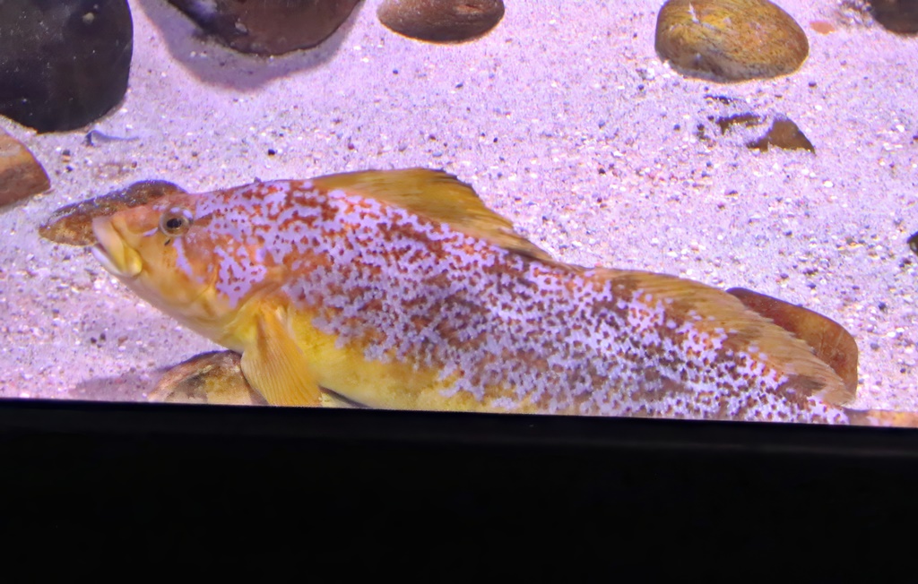 Kelp greenling (Hexagrammos decagrammus)