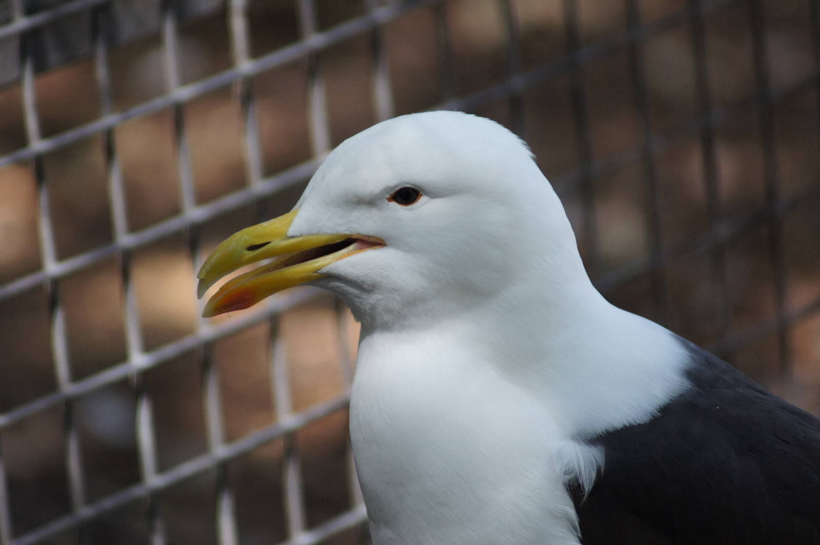 Kelp gull (adult)