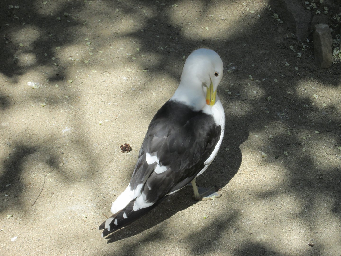 kelp gull buin zoo