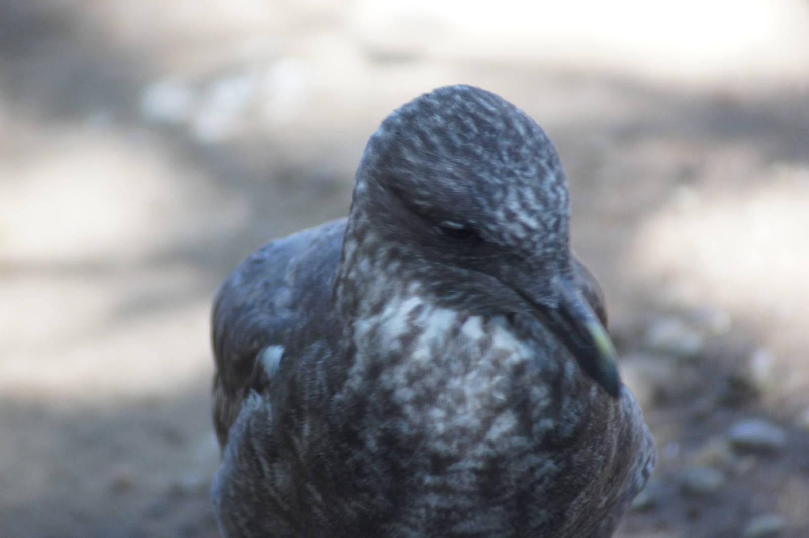 Kelp gull (juvenile)