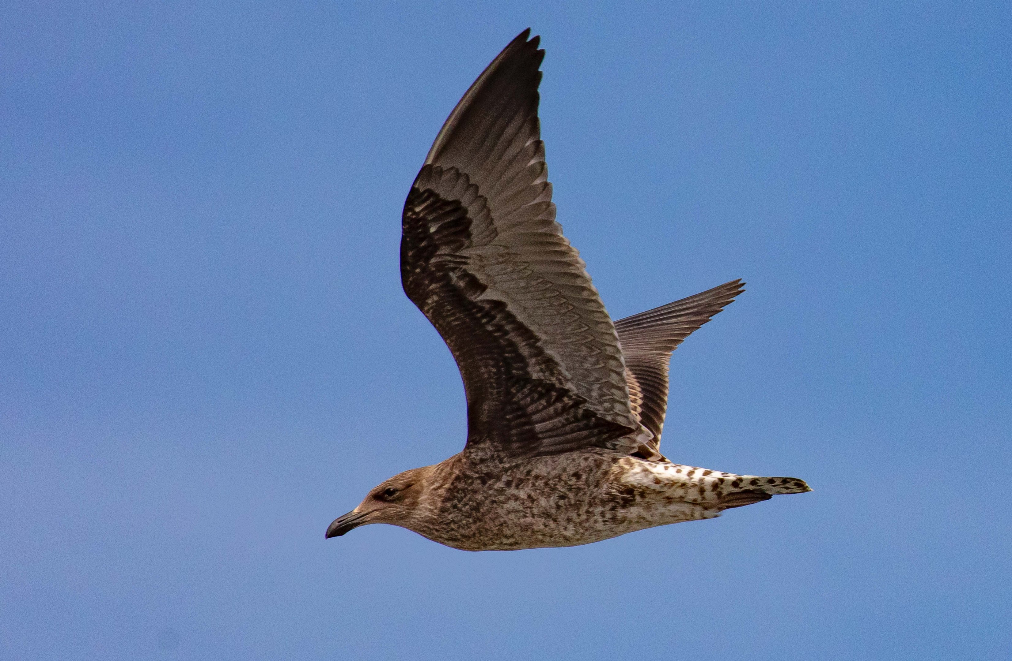 Kelp Gull juvenile