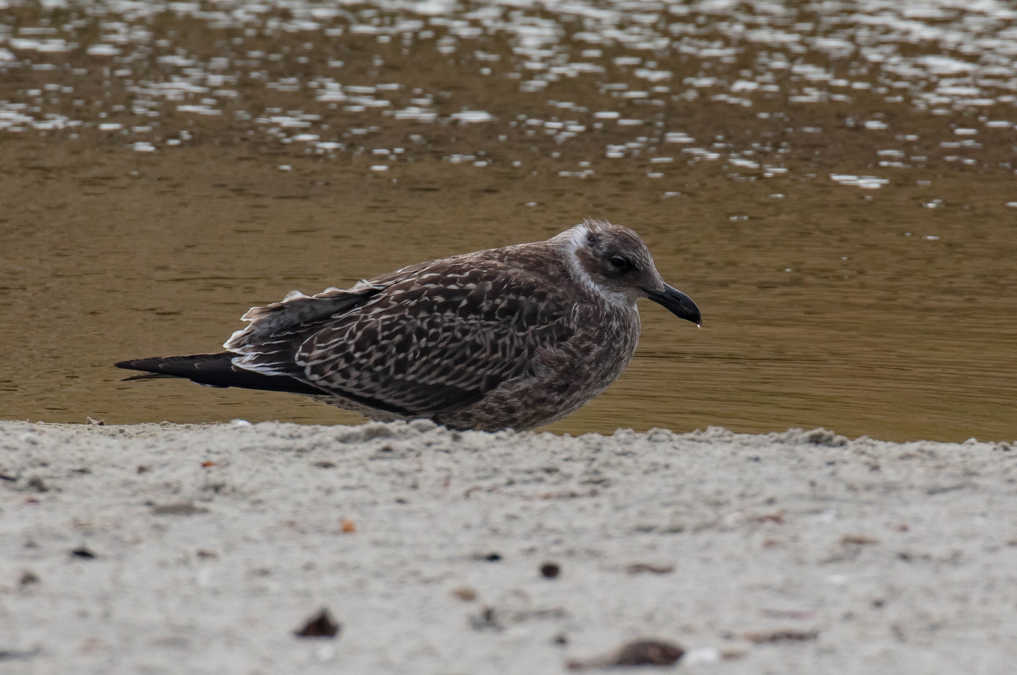 Kelp Gull juvenile