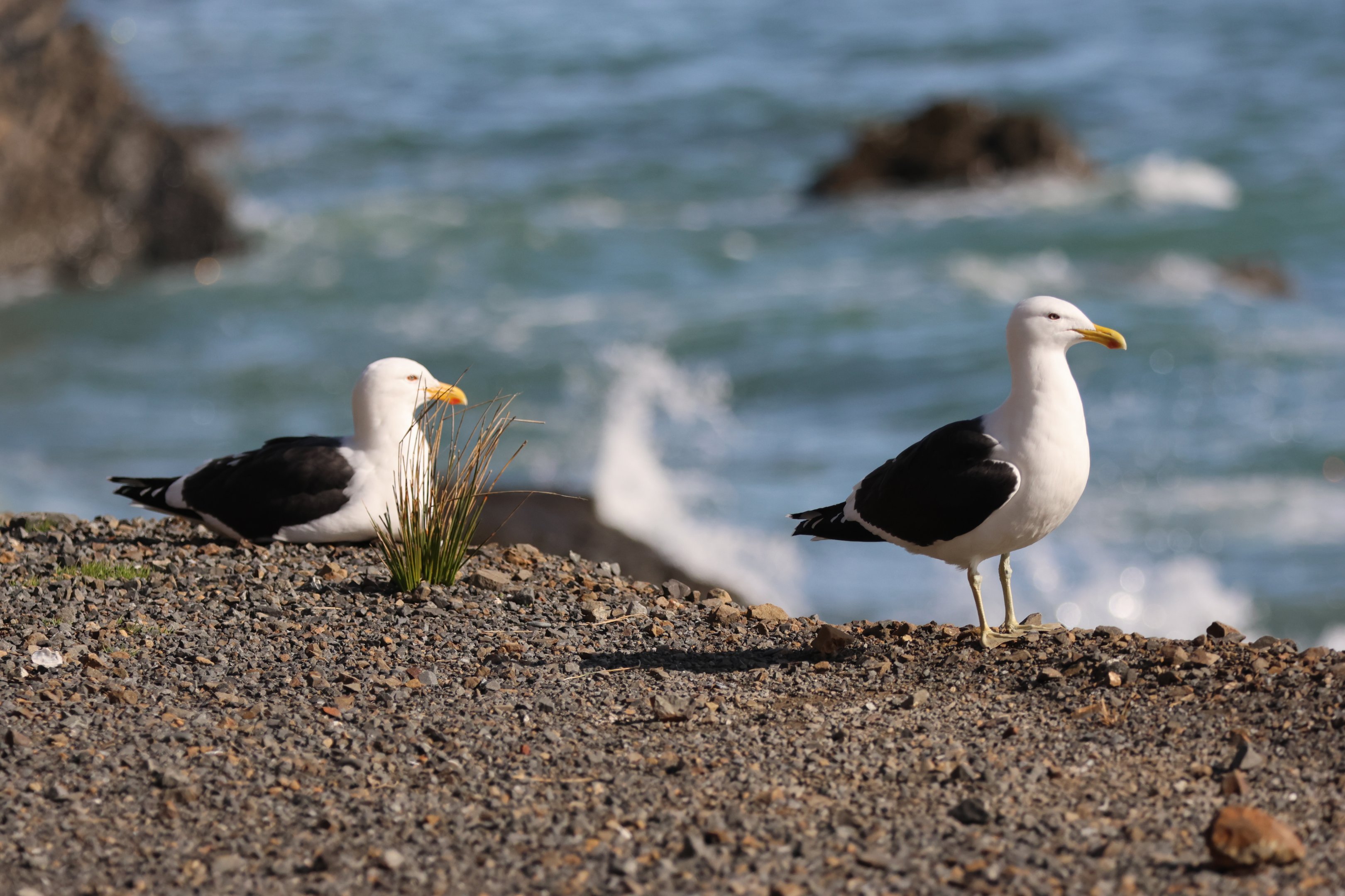 Kelp Gull (Larus dominicanus dominicanus) duo, Pencarrow Coast Road (Lower Hutt, Wellington)