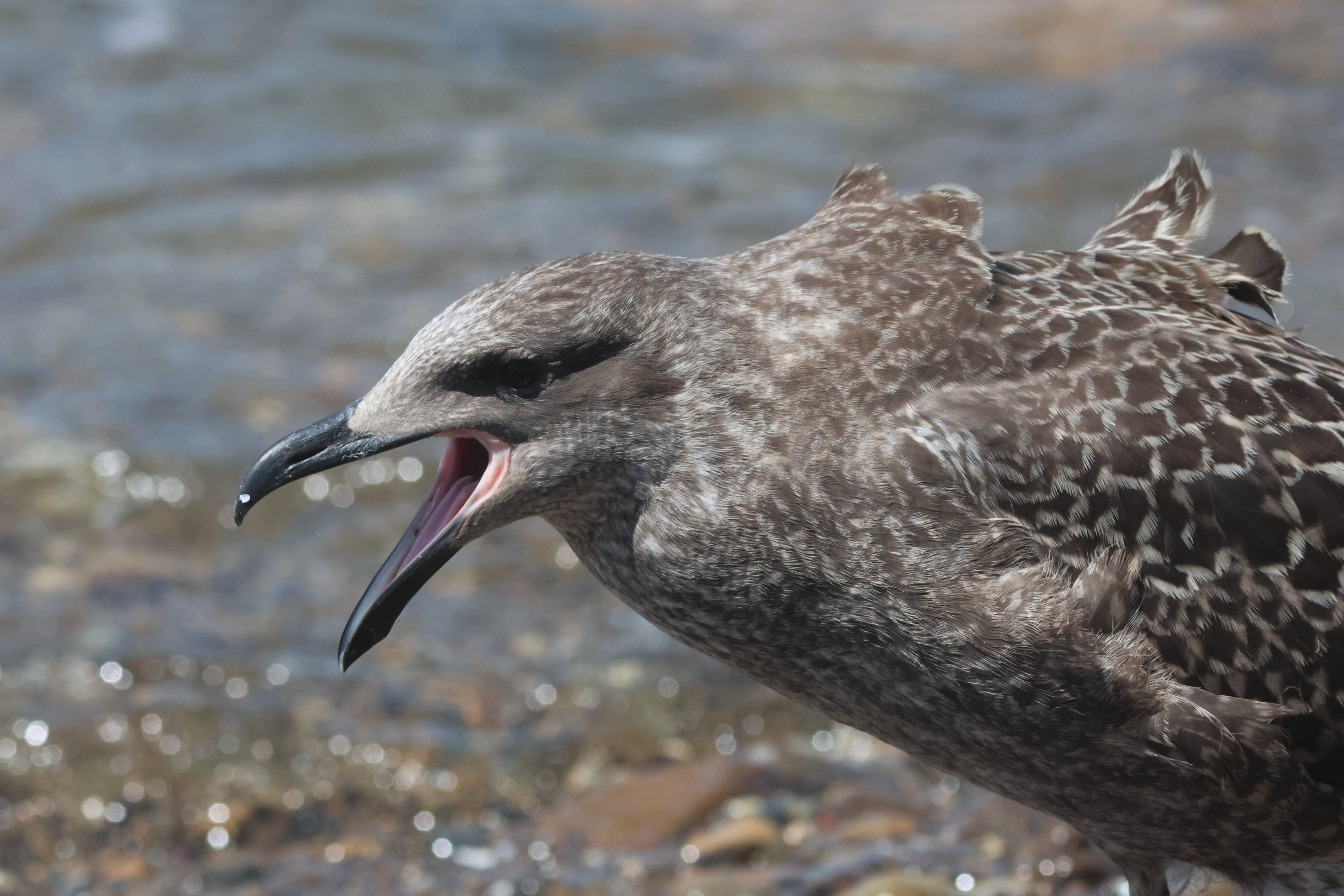 Kelp Gull (Larus dominicanus dominicanus) juvenile, Mātiu/Somes Island